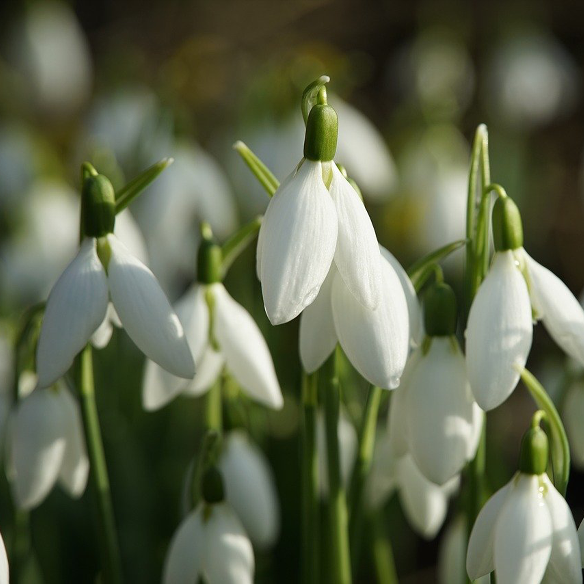 Spring Bulbs: Colour, Hope and Life After Winter
