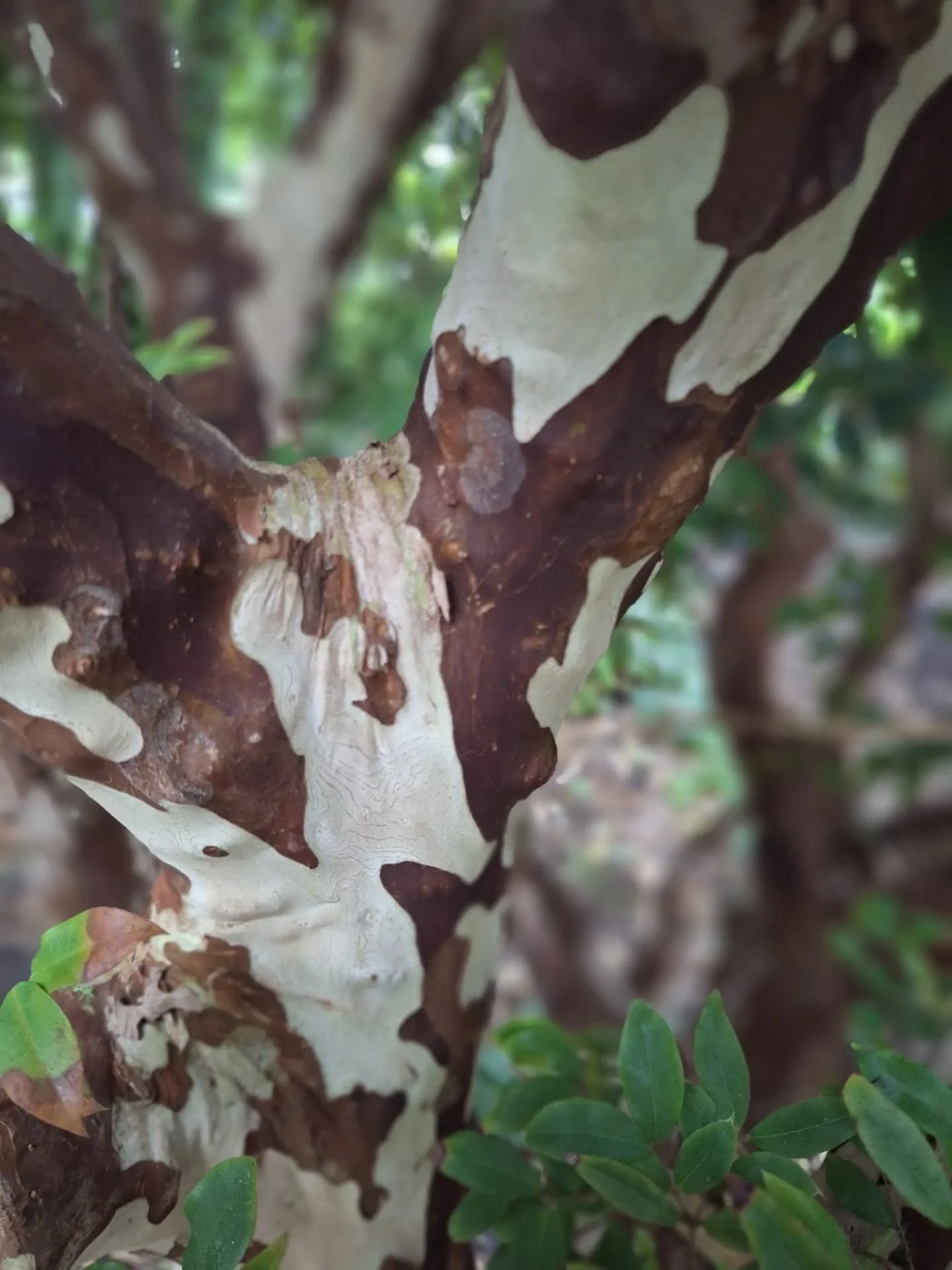Finally made it to the Eden project.. only been waiting 25 years to make it there 😅🙈
Some highlights, although there's was too much to photograph every highlight!

#EcoGardening #SustainableGardening #edenproject #sustainability #biodiversity