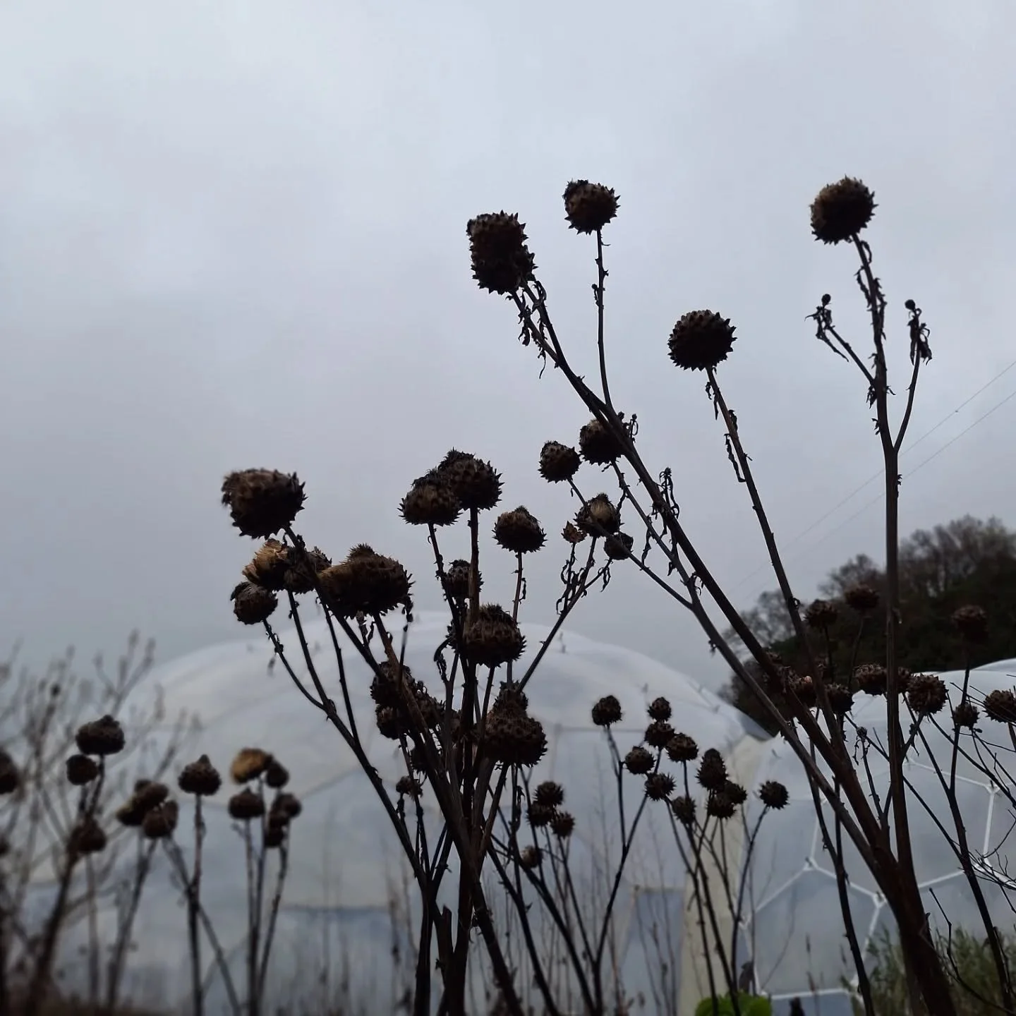 Seed heads in damp grey weather looking regal and beautiful 
These were seed heads at Eden Project, it was great to see so many plants left to die back by themselves over winter 

#horticulture #EcoGardening #SustainableGardening #TotnesGardening  #W