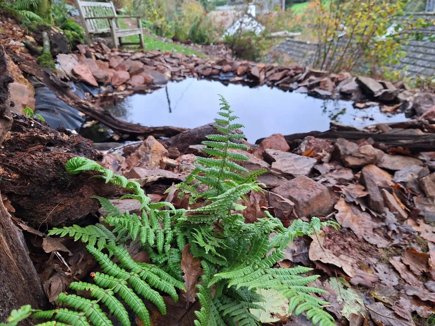 This will be a nice spot to sit in spring... spring bulbs, wild native grasses and hopefully a pond teeming with wildlife 🐸 

#WildlifeFriendlyGardening #TotnesGardening #GardeningForWildlife #gardenartist #gardendesigner