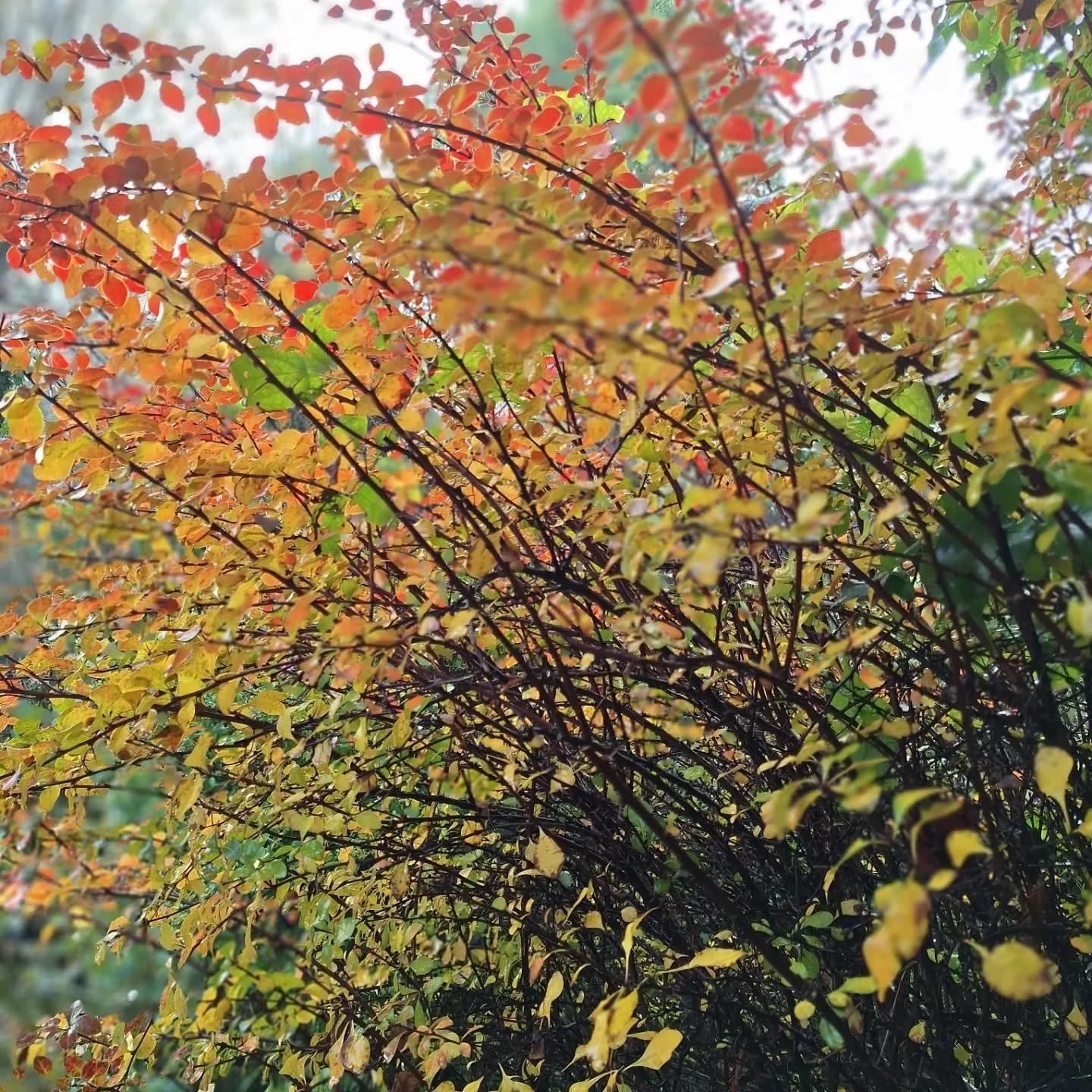 Love this Barberry for winter colour and structure 

#GardeningForWildlife #WinterInterest #EcoGardening #gardenartist #gardendesigner