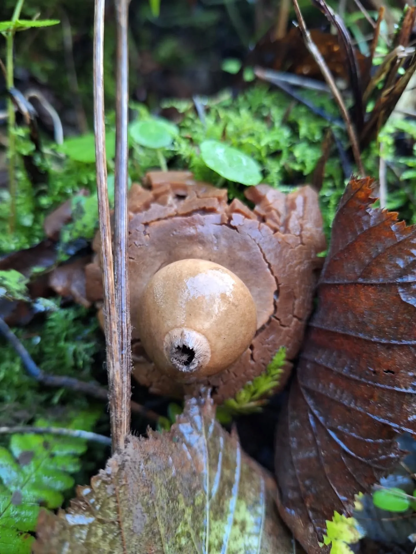 The damp warm weather is encouraging some interesting fungi to pop up 

#fungi #EcoGardening #TotnesGardening #WildlifeFriendlyGardening