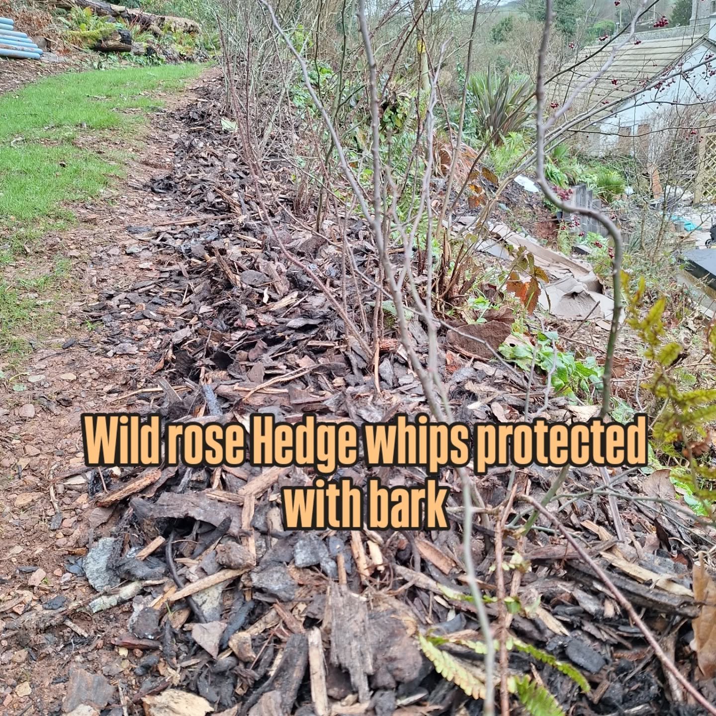 Mulching newly planted hedge whips with bark and planting some late bulbs... signs of spring appearing 

#EcoGardening #TotnesGardening #WildlifeFriendlyGardening #GardeningForWildlife #GardensWithSoul