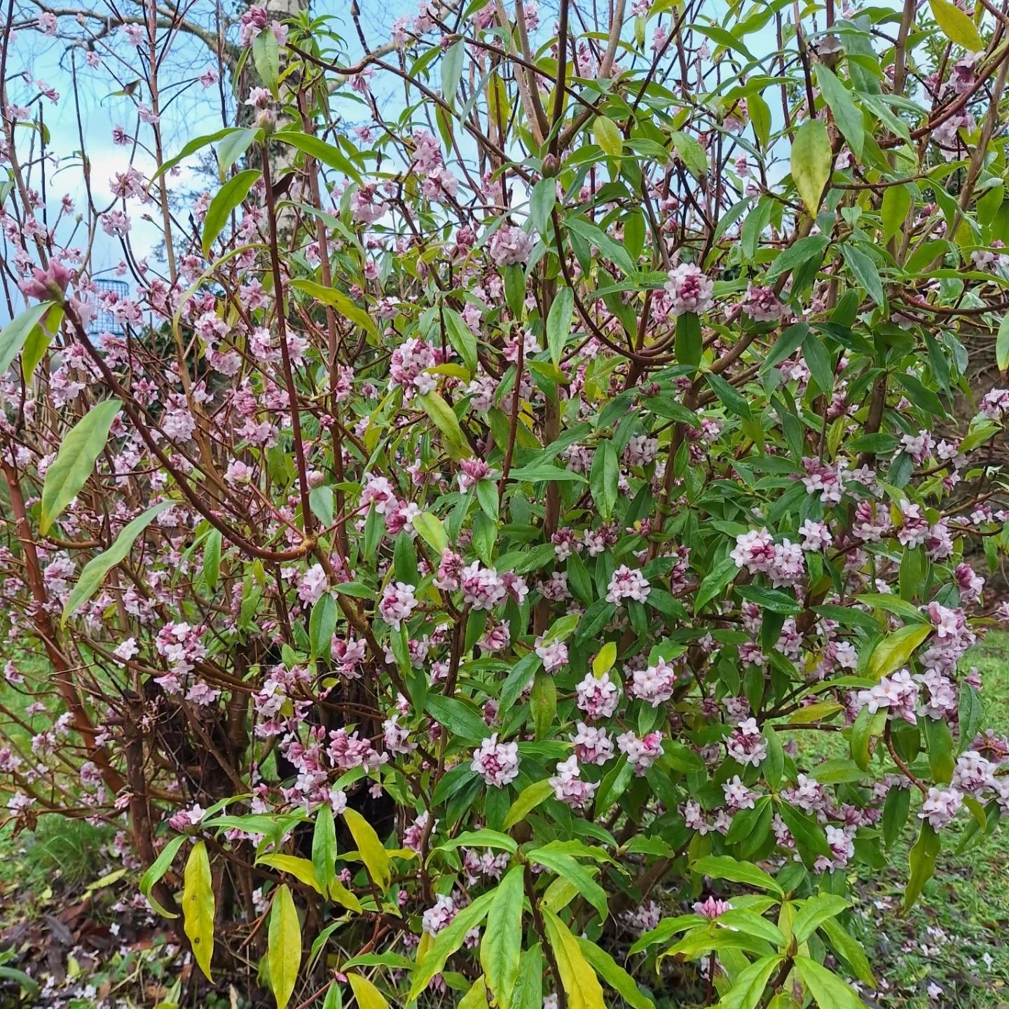 Winter interest and signs of spring...
1. Daphne has such beautiful fragrance when in flower, and is great for winter colour of the dark days
2. Stems of Euphorbia look almost exotic especially against a sapphire blue sky
3. Little buds of hope 
4. H