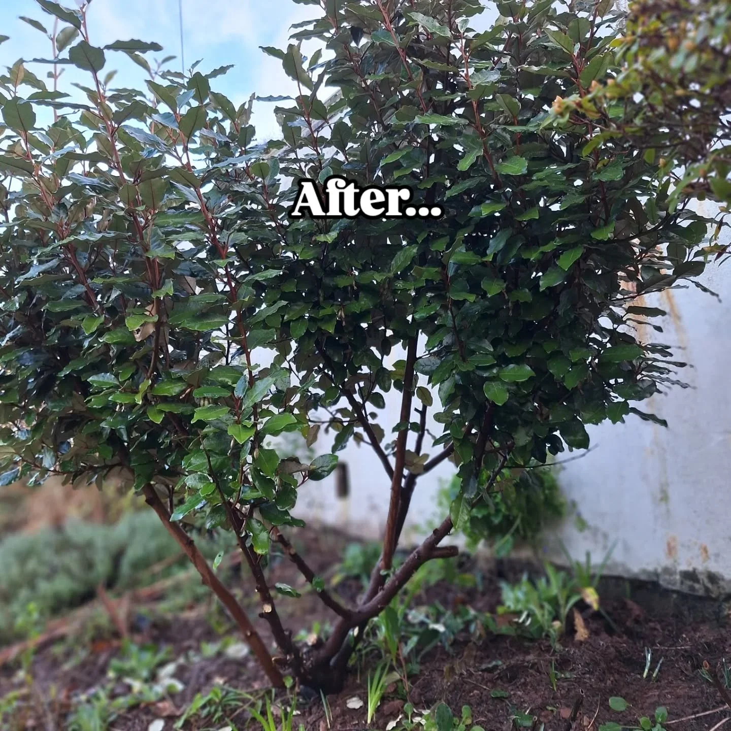 Huge differences can be make to the look of your garden by just a few simple tweaks... here's another shrub that has had it's crown lifted to give it some architectural structure 

#WinterInterest #EcoGardening #gardenartist #GardensWithSoul #gardeni