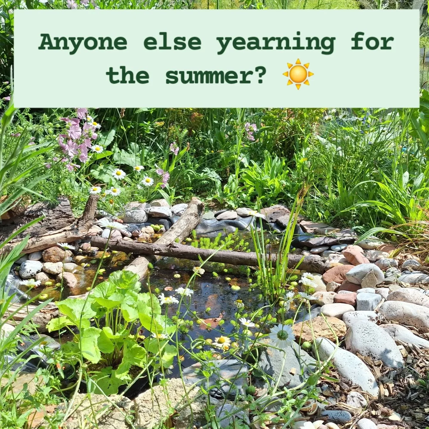 After tidying out my pond today during the brief respite from the rain, I realised that Winter is almost behind us and spring is looming, and thank god for that 🙏 🙌 
#WildlifeFriendlyGardening #EcoGardening #SustainableGardening #GardensWithSoul #g