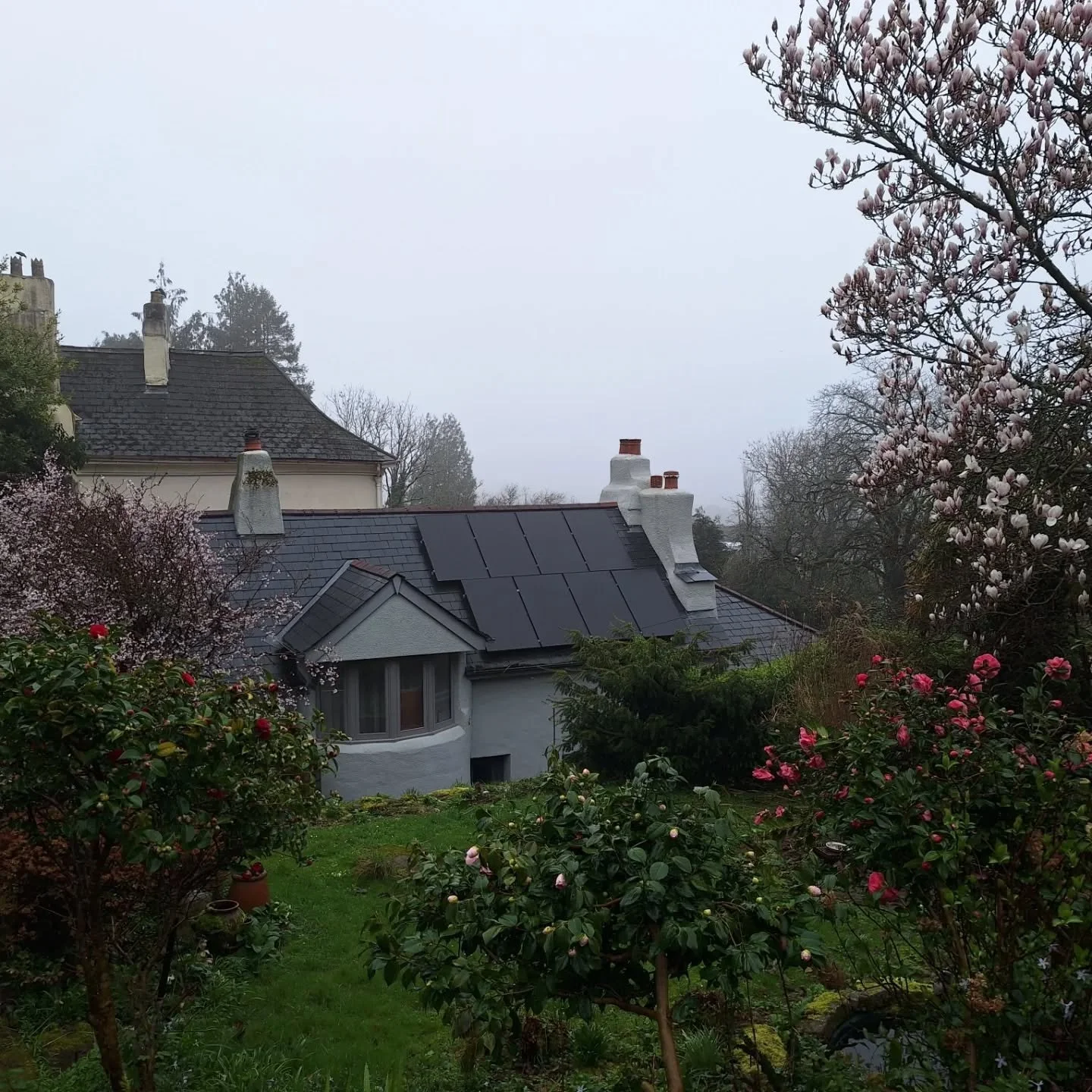 Early spring morning (8am!) In Totnes Devon... still raining, still bleak but look at all the colour! 

#WildlifeFriendlyGardening #TotnesGardening #EcoGardening #GardeningForWildlife #gardendesign