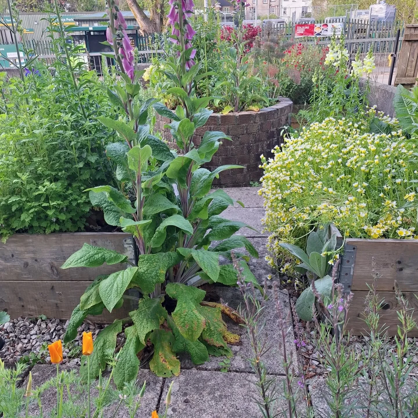Frount gardens! How many front gardens end up being concreted over for drives and convenience, or flat, lifeless lawns with zero biodiversity?!

#frontgarden #frontgardendesign #WildlifeFriendlyGardening #TotnesGardening #SustainableGardening