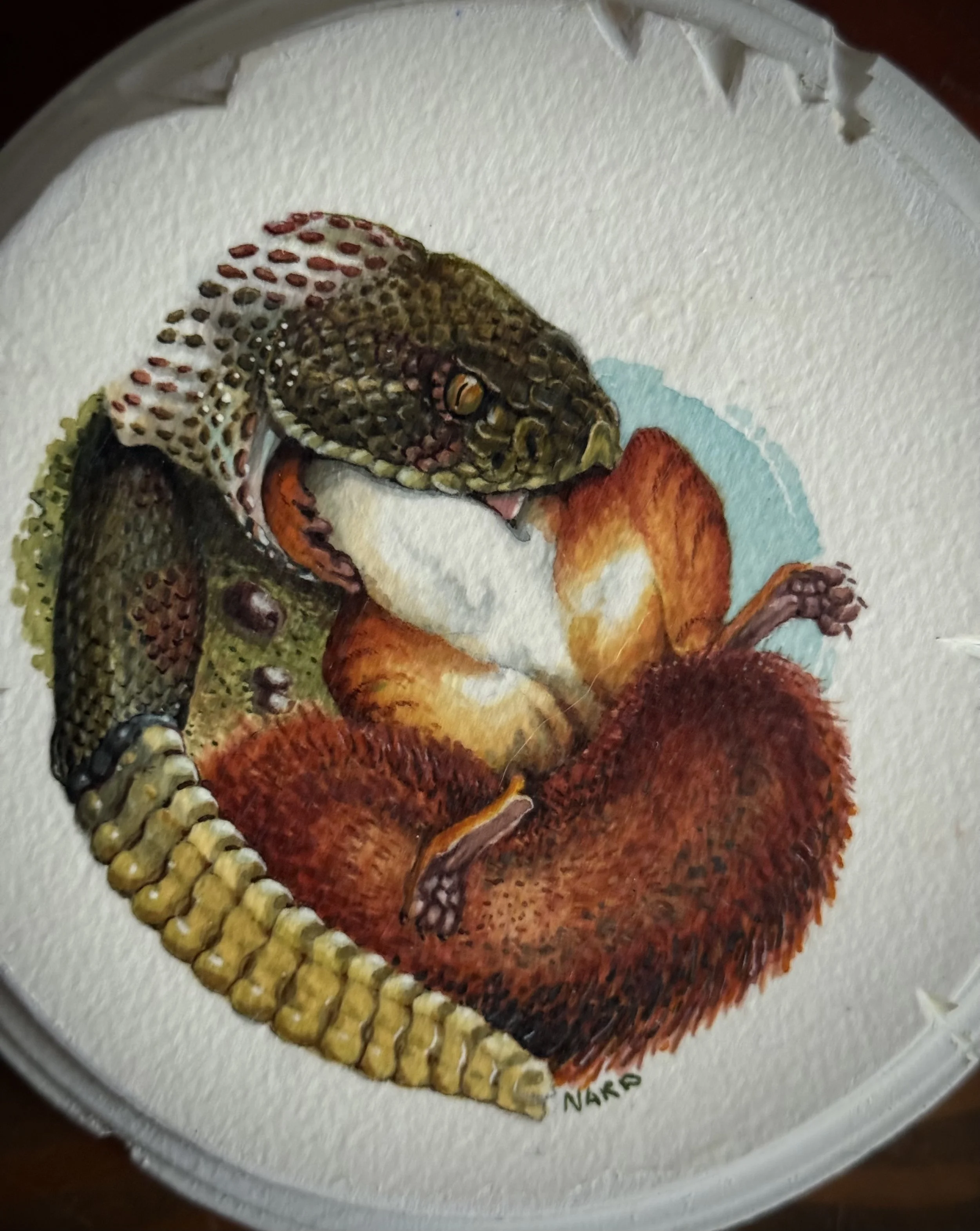 SNAKES Rattler and squirrel ORIGINAL