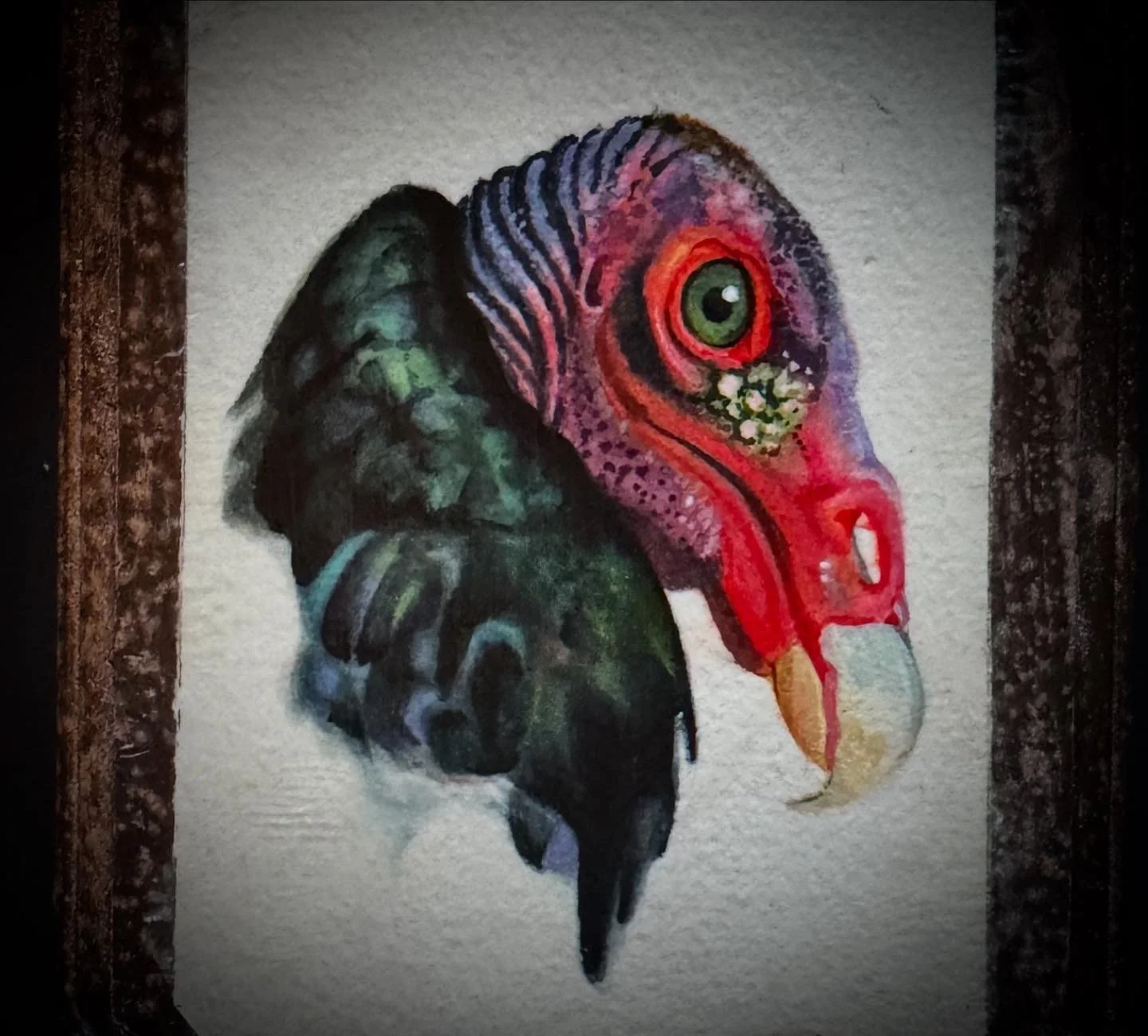 BIRDS Turkey Vulture