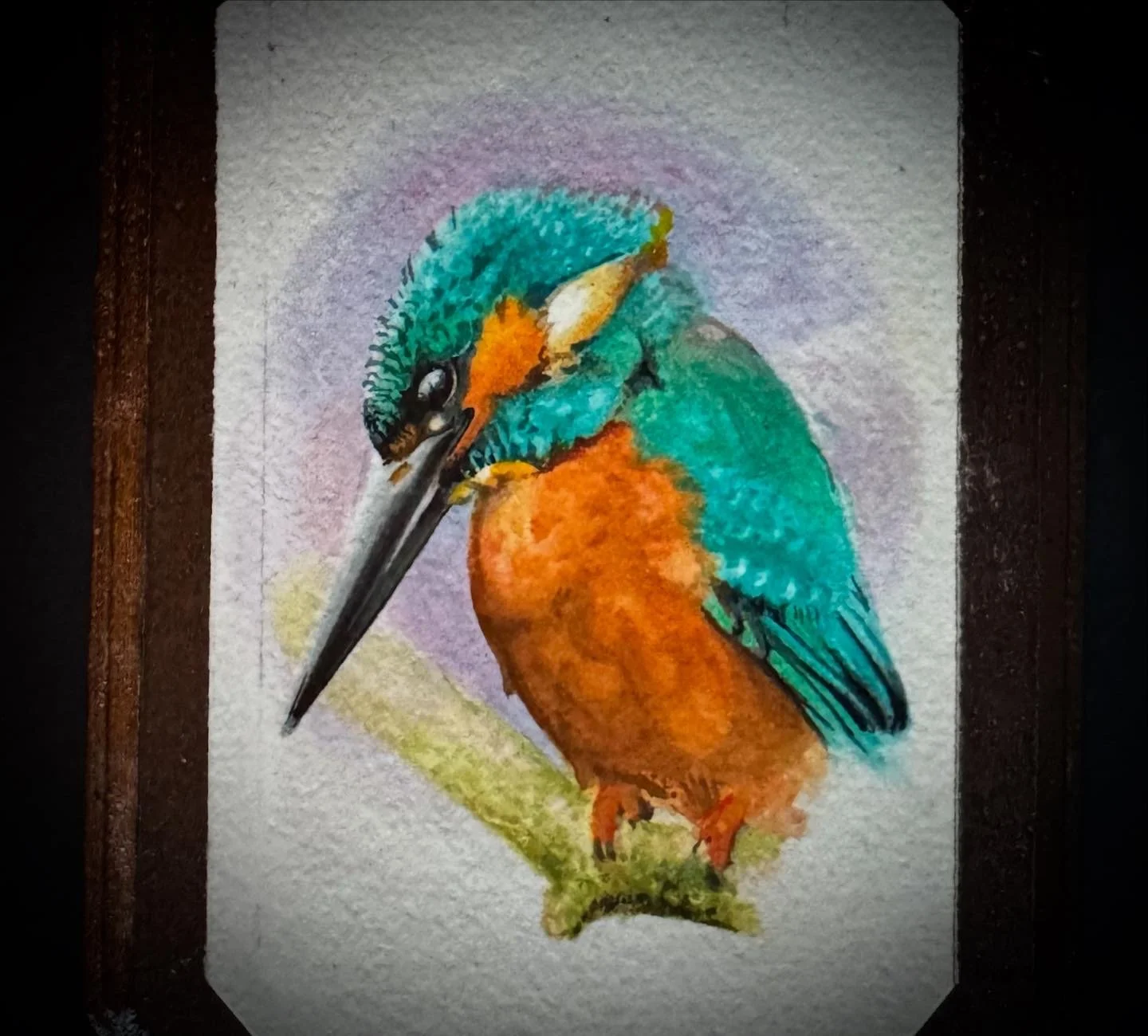 BIRDS Common Kingfisher