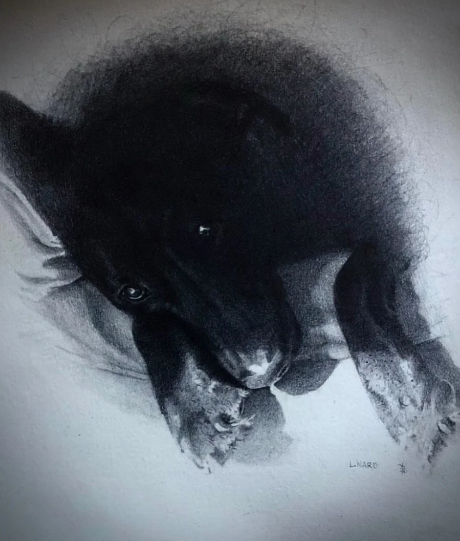 Black dog lying on a soft surface, possibly a blanket, with a paw near its face and a contemplative expression.