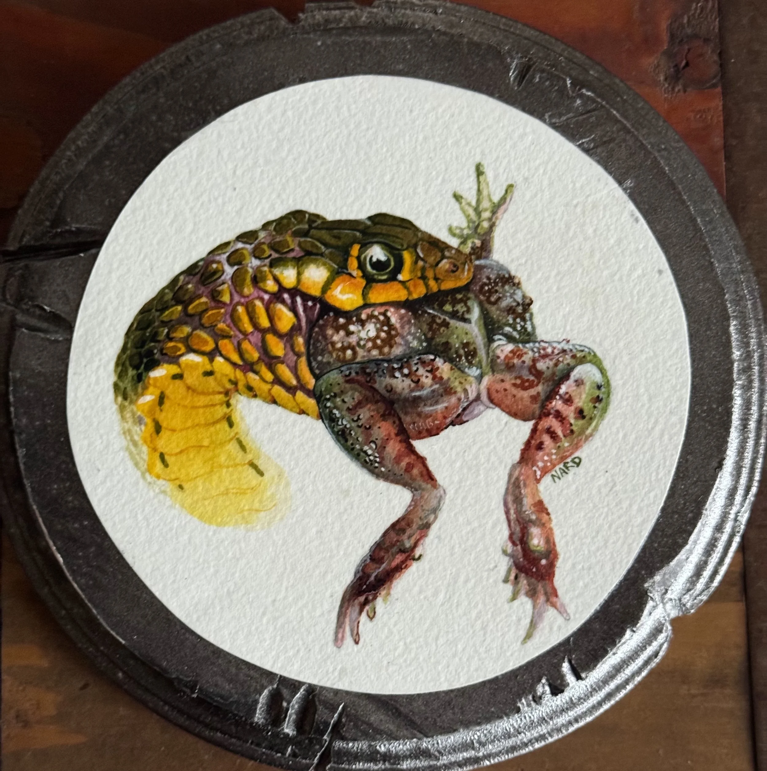 SNAKES Snake with Frog