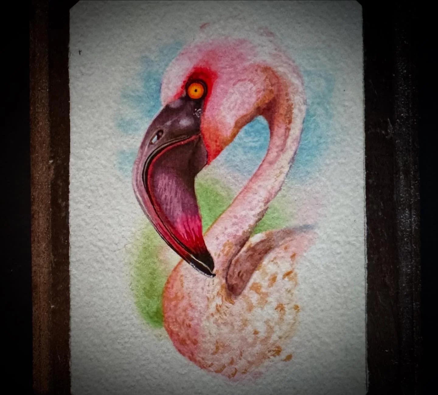 BIRDS Lesser Flamingo