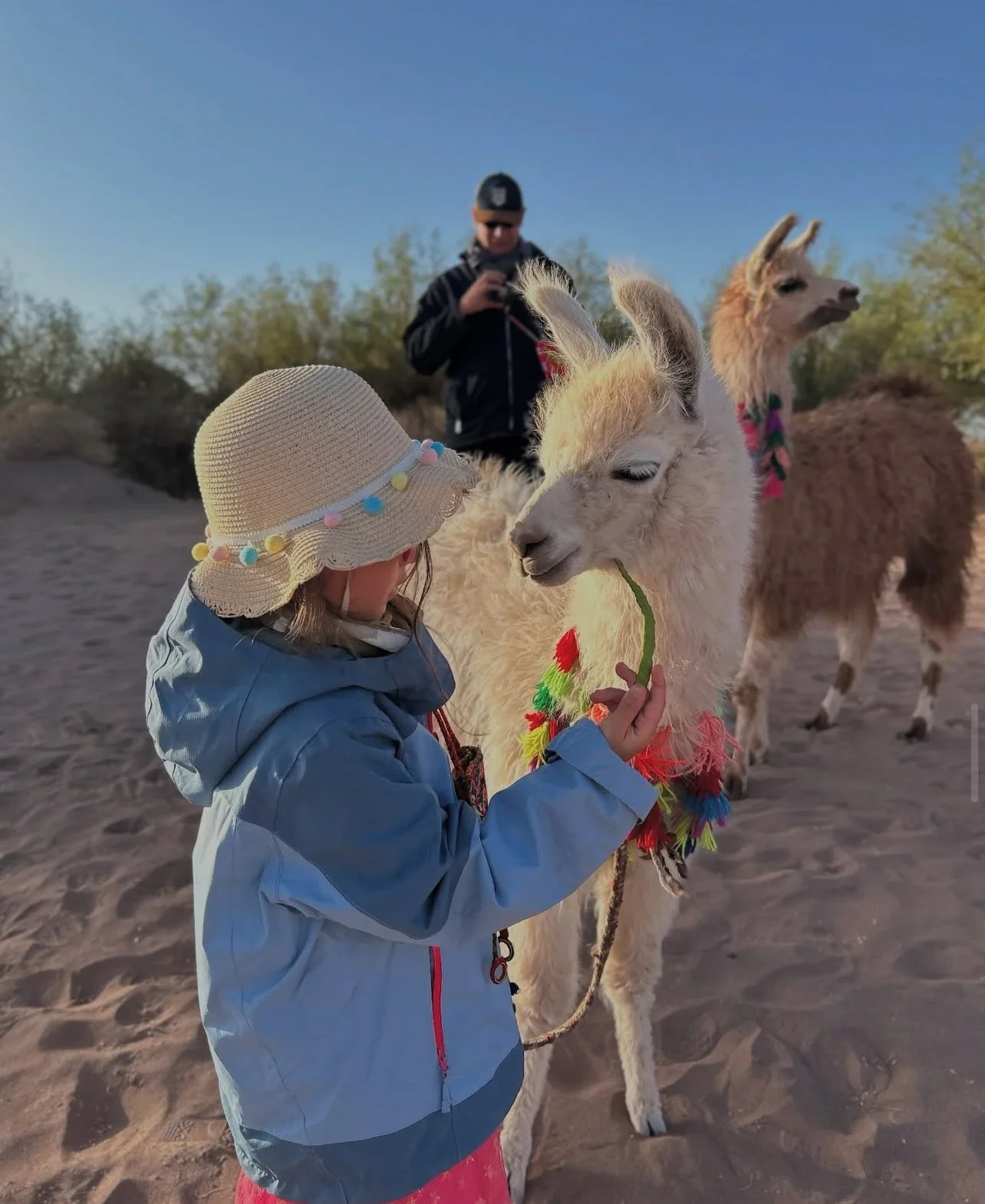 llama atacama.webp