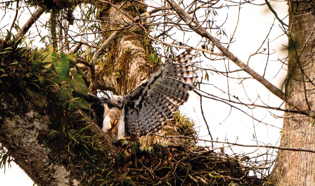 The harpy eagle returns to Yasuní