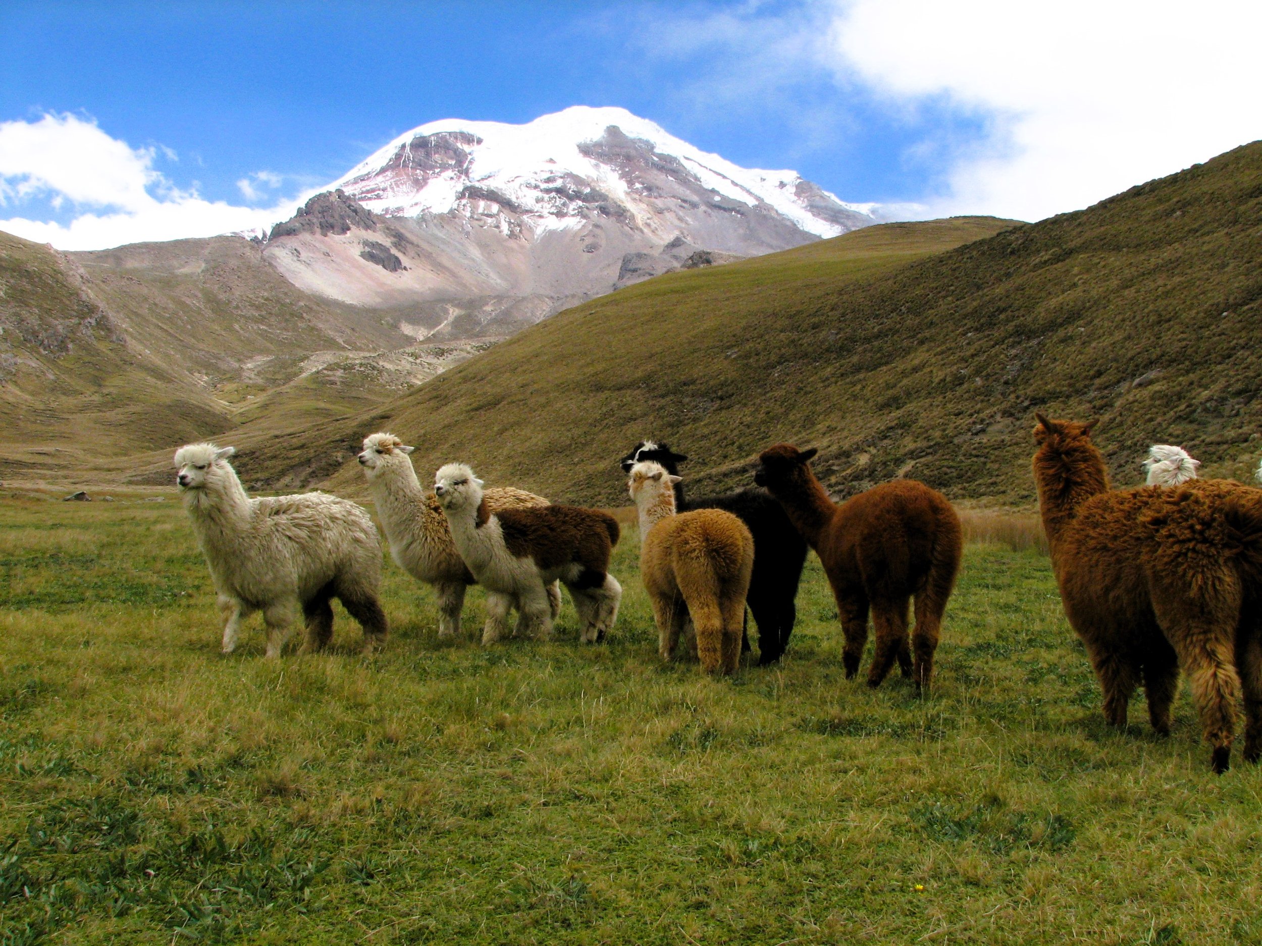 Chimborazo Volcano & Alpacas.JPG