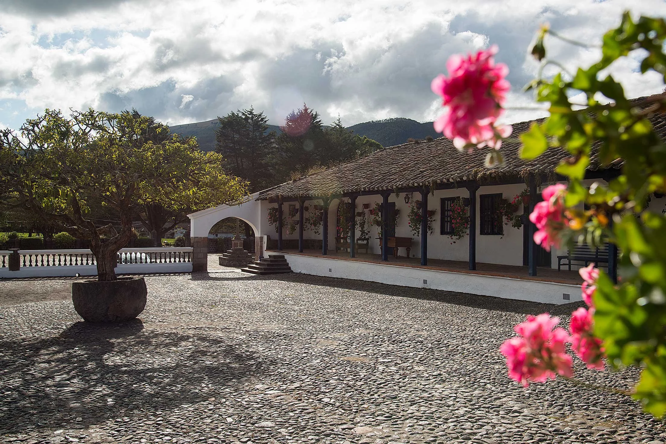 Copy of Patio árbol.jpg