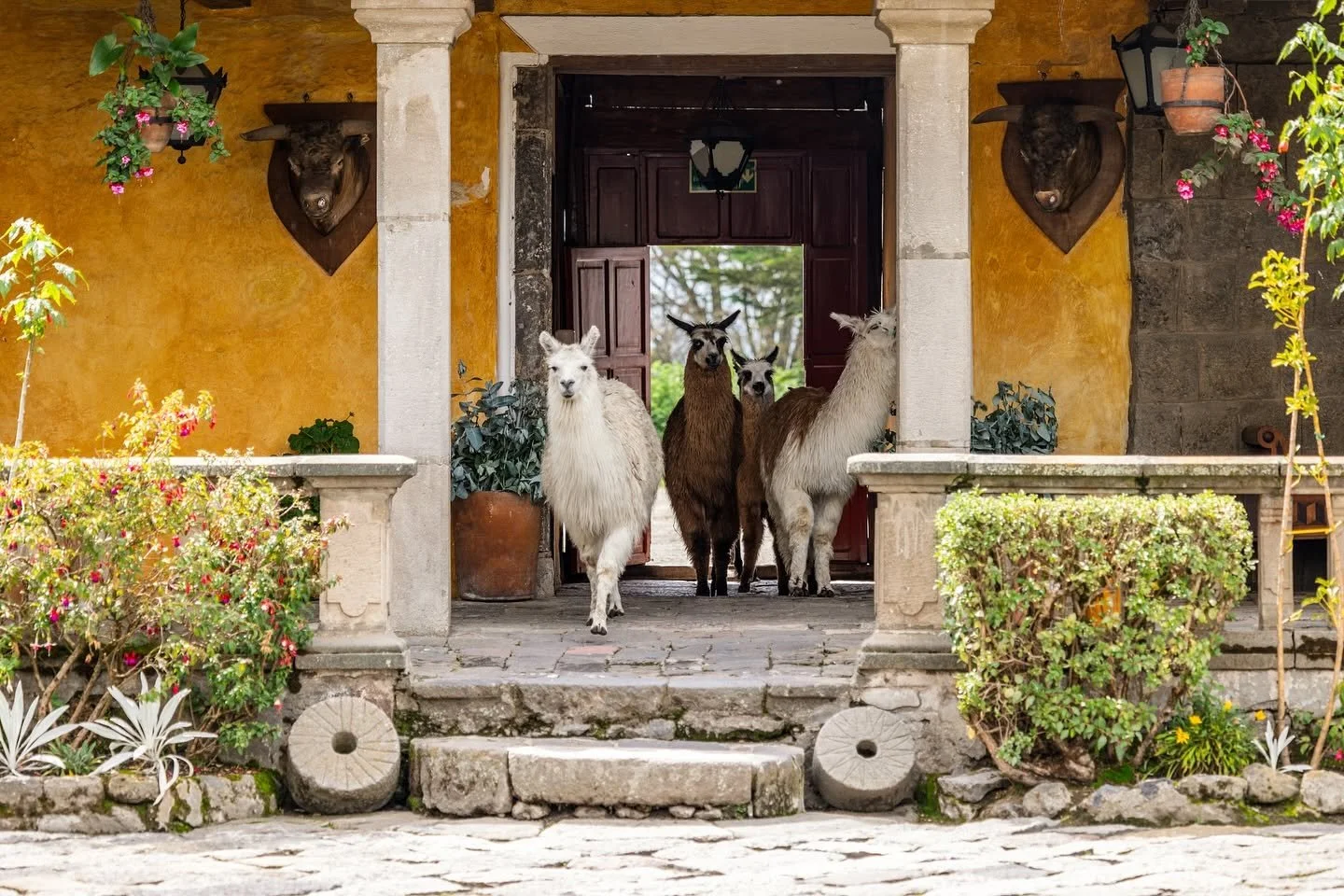 hacienda san agsutin del callo.jpg
