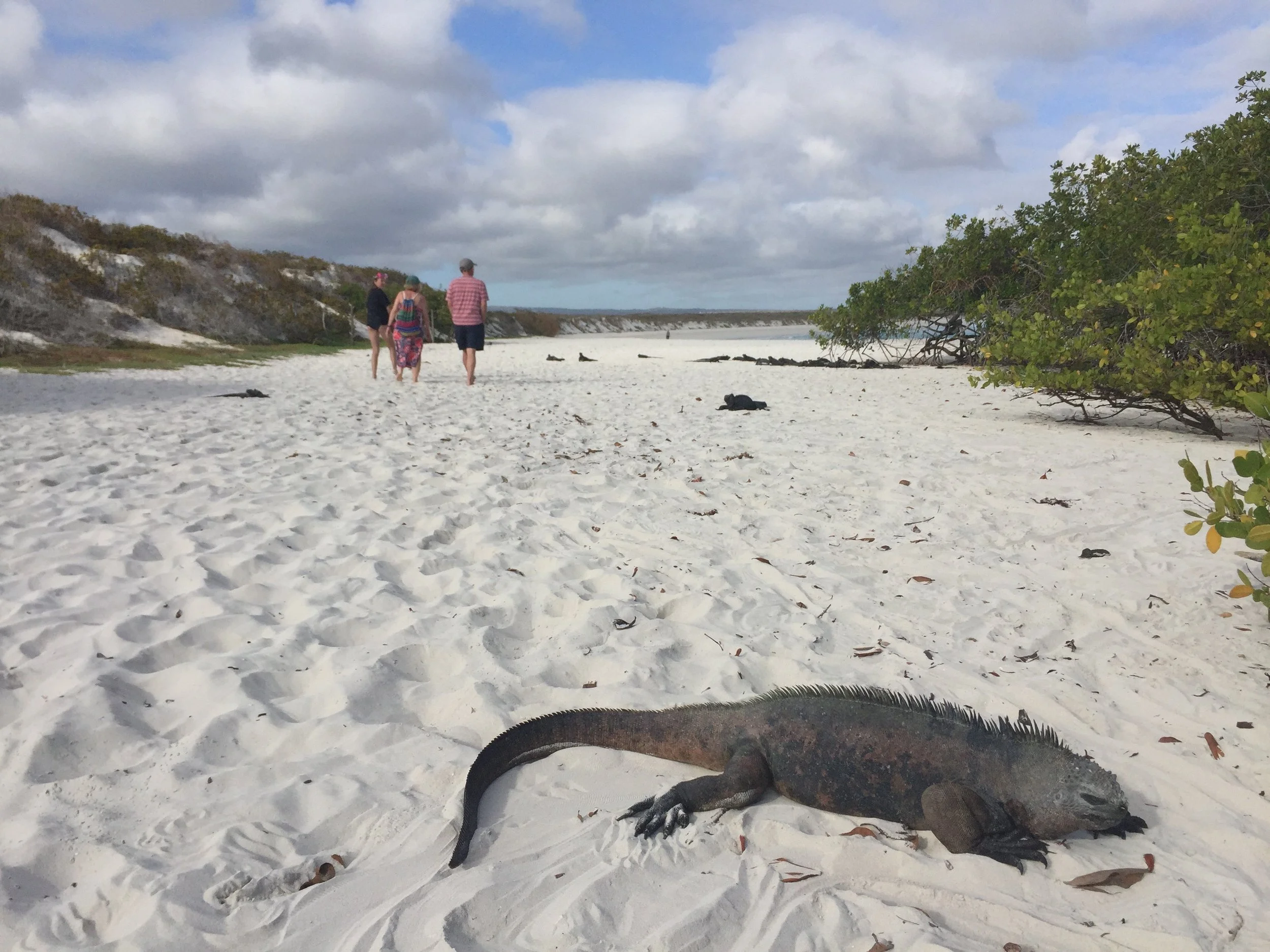 Tortuga Bay - Family & Marine Iguana.jpg