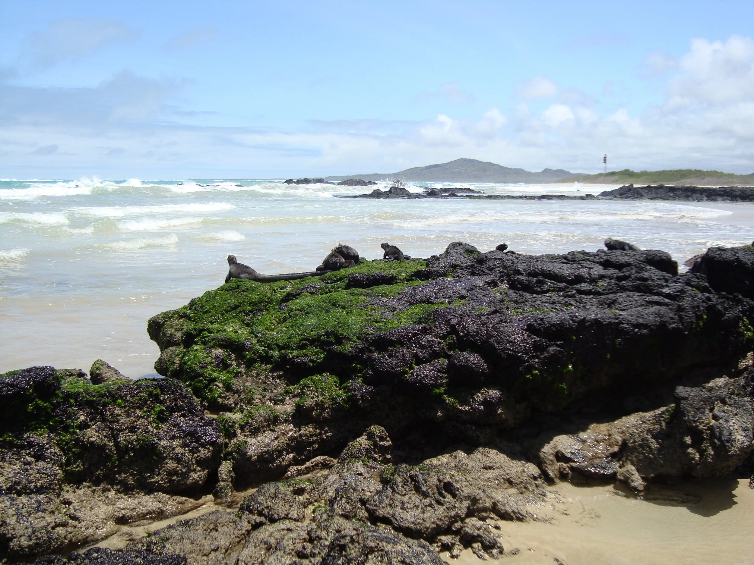 Beach With Marine Iguanas.JPG