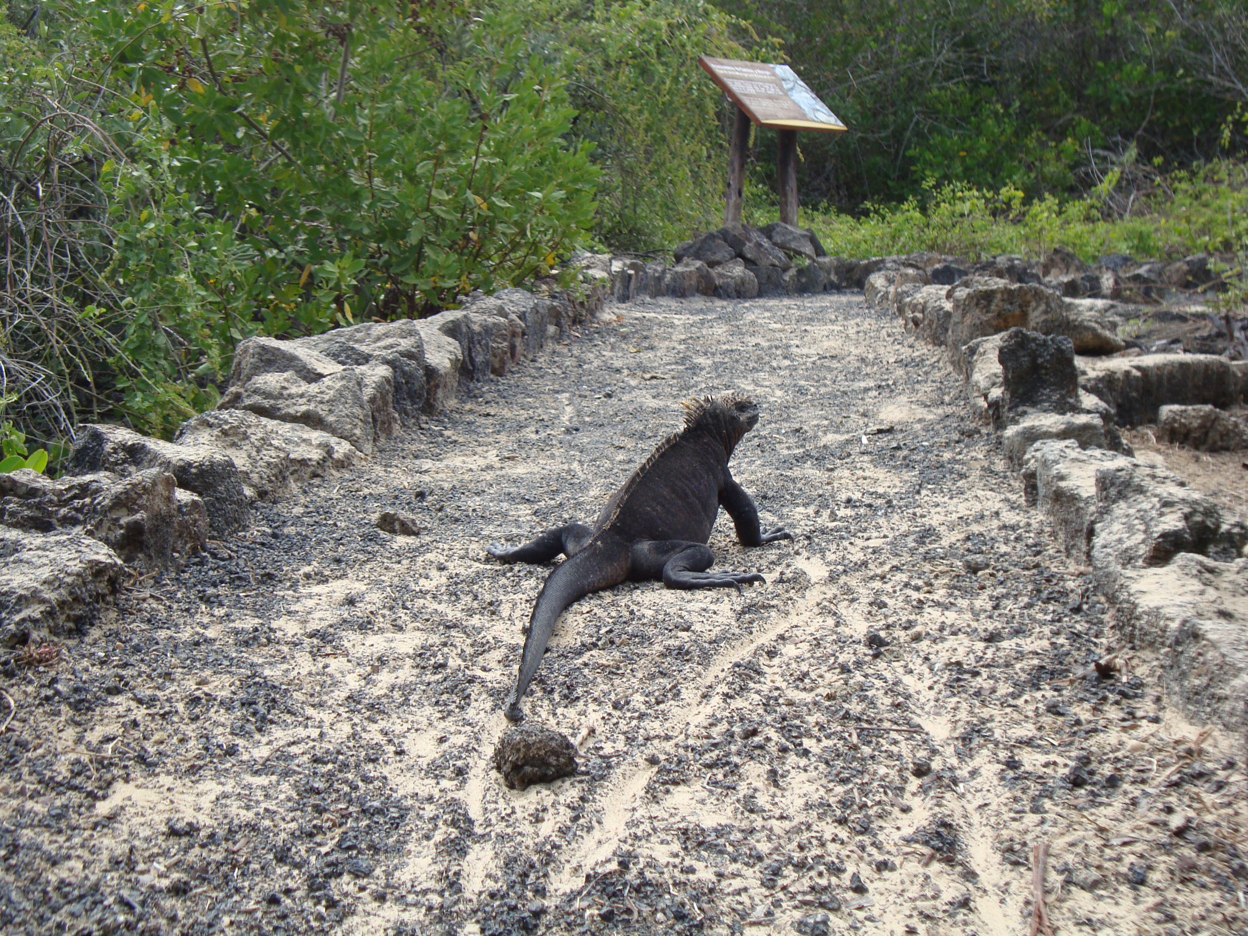Marine Iguana on Trail.JPG
