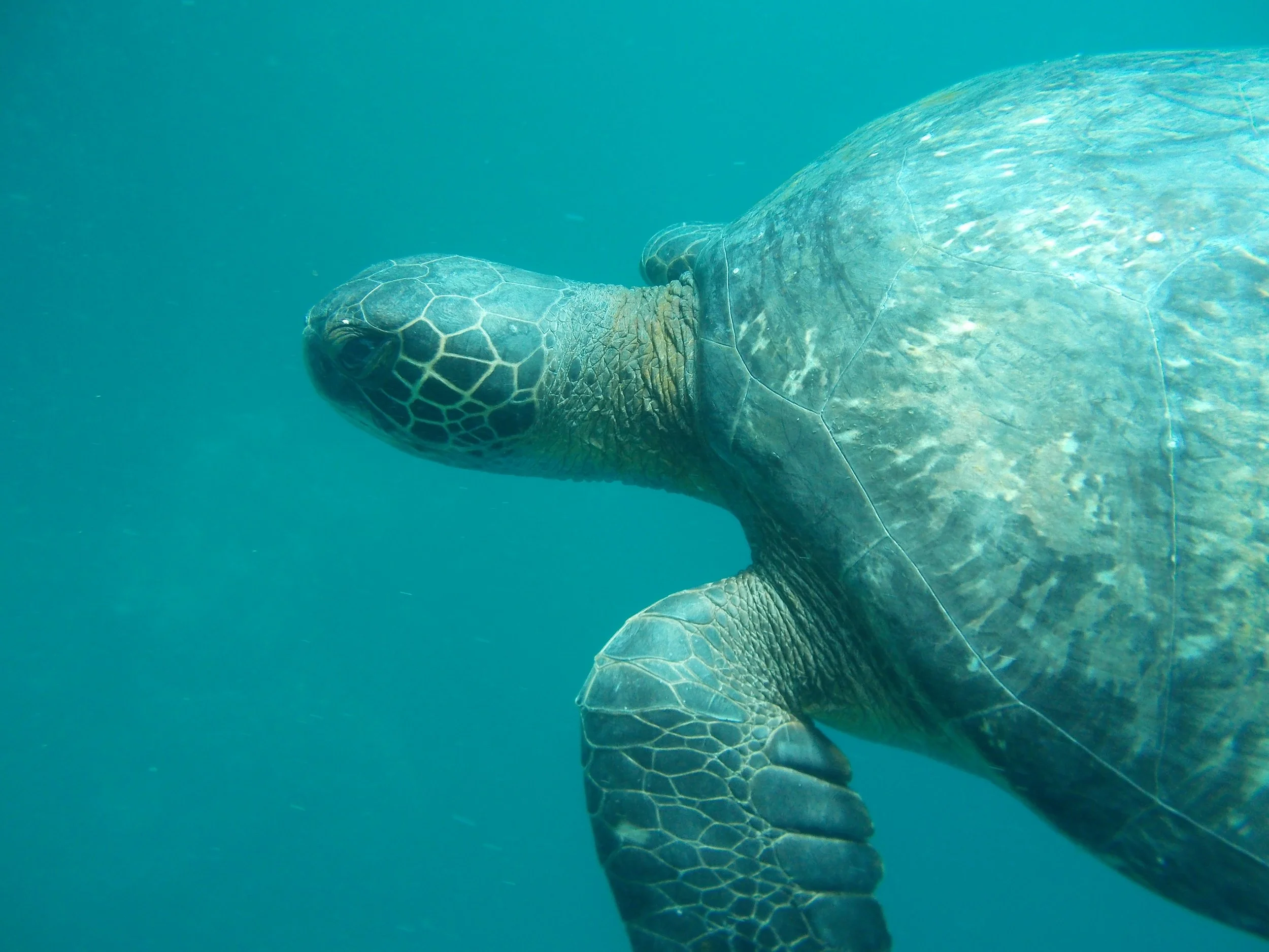 Green Turtle 4.JPG