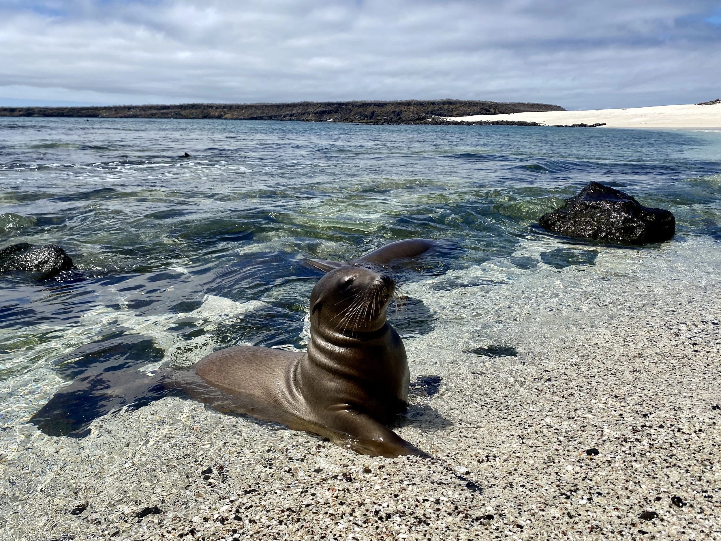 Sea Lion Baby Islote Mosquera 4.jpg