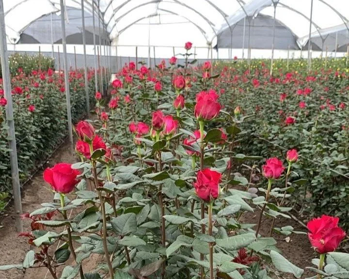 rose success - red.jpg