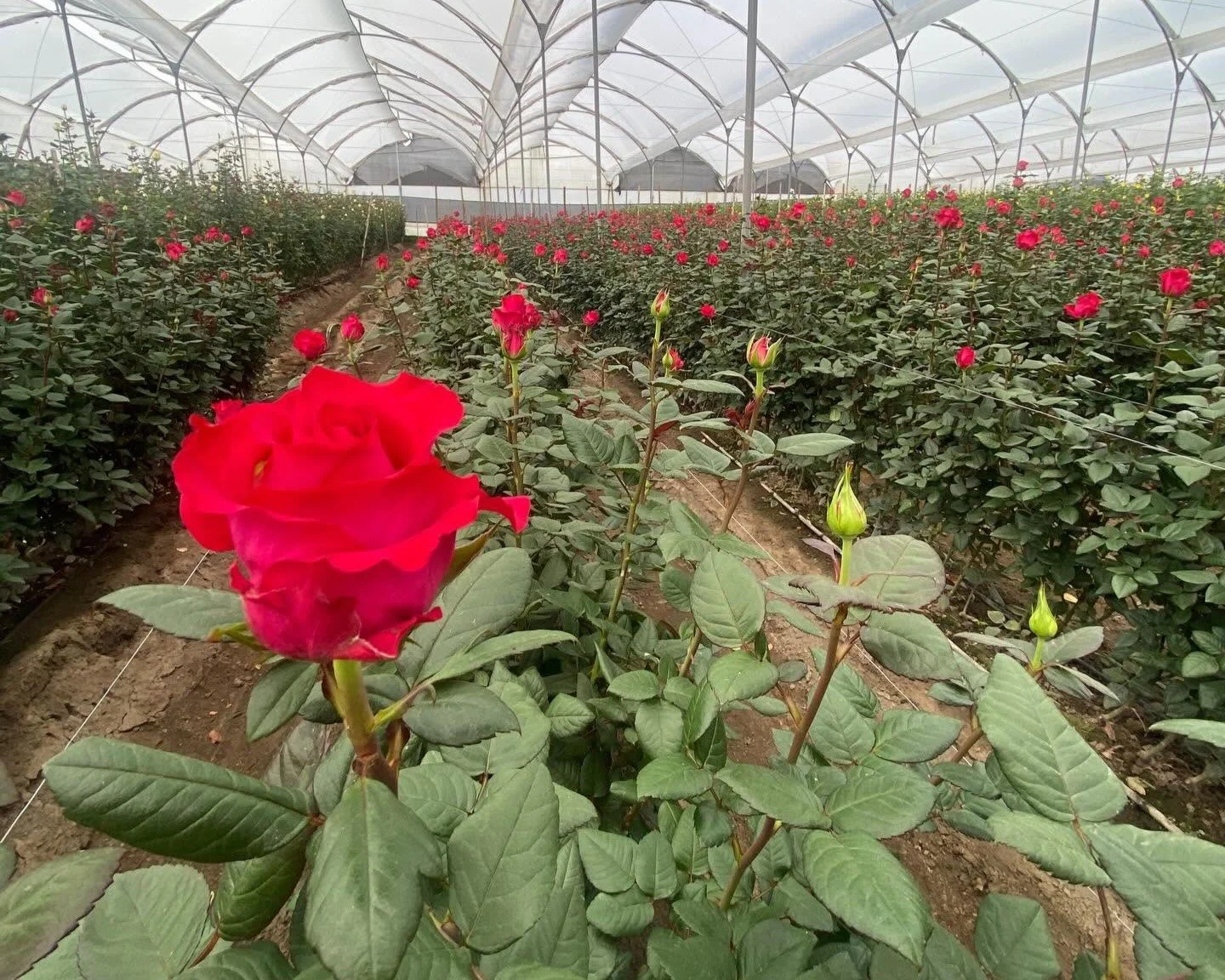 rose success - red 2.jpg