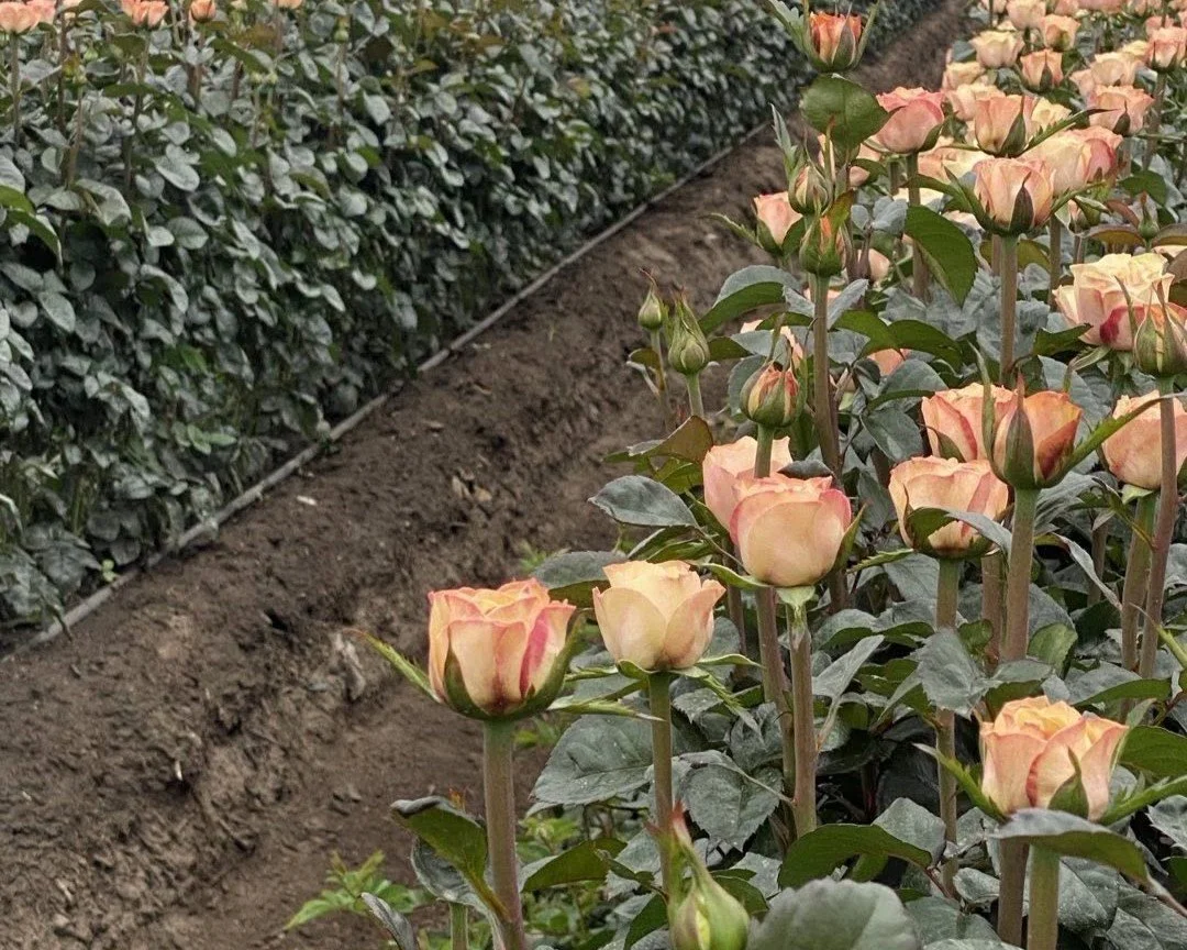 rose success.jpg