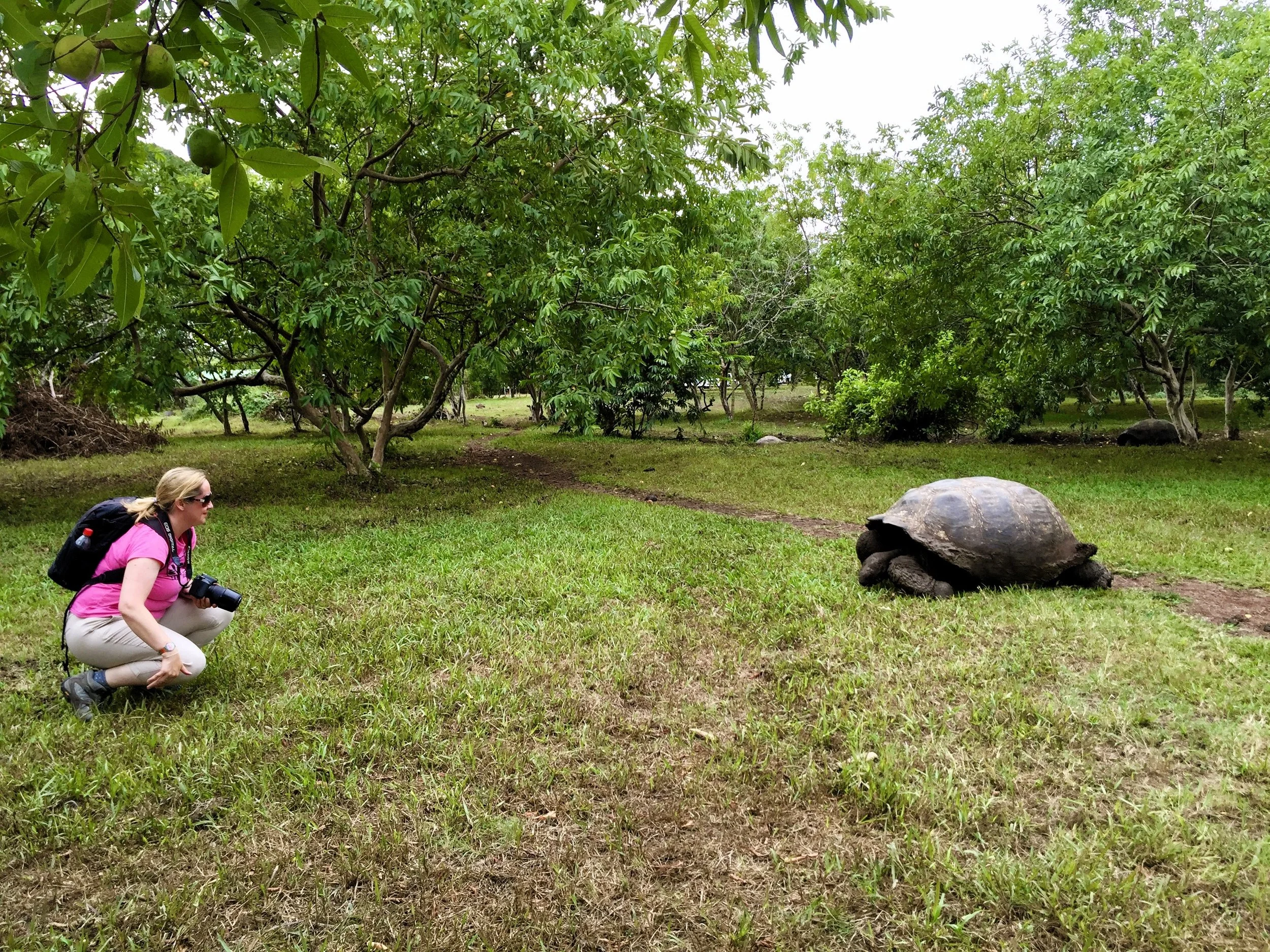 Santa Cruz Giant Tortoise 2.JPG