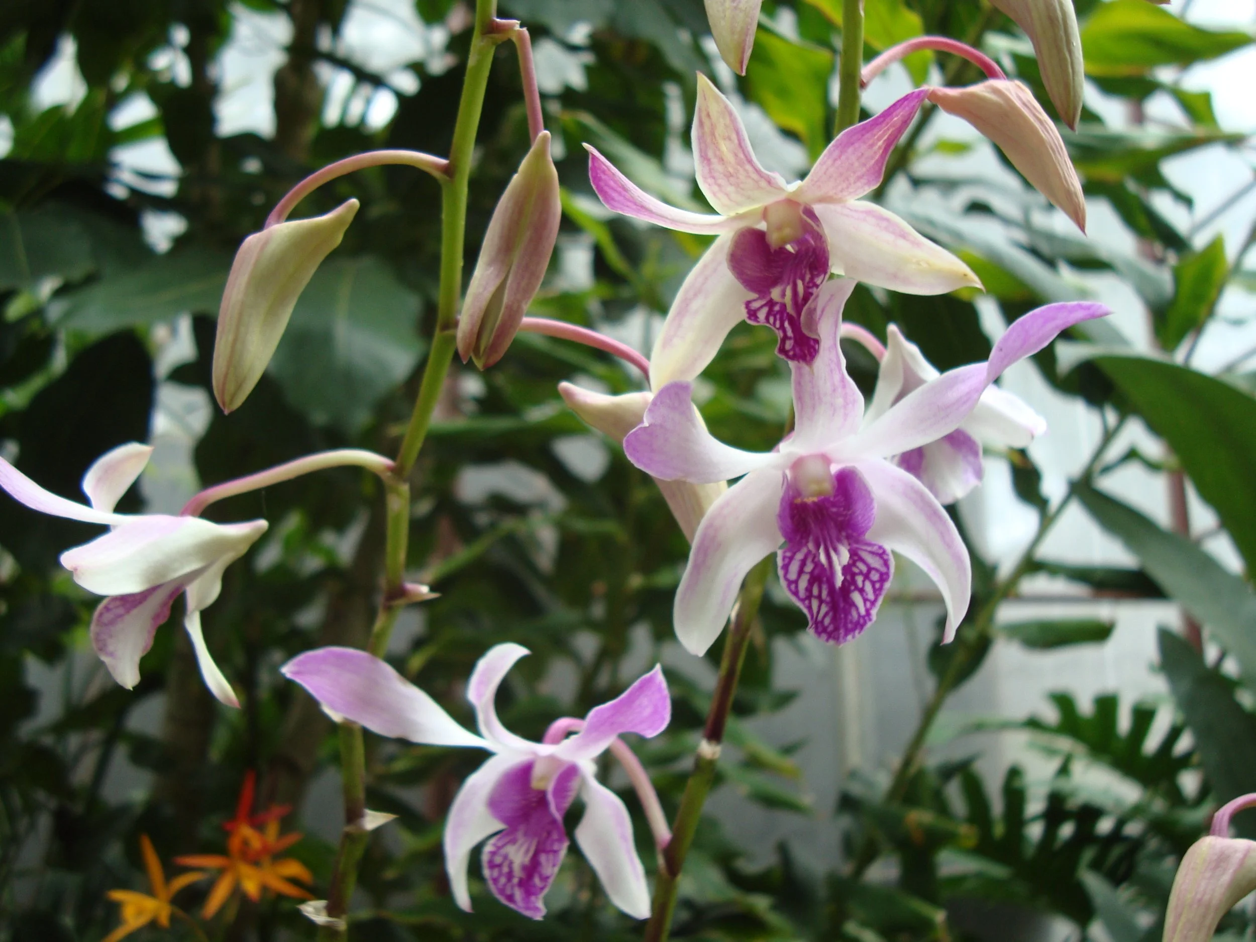 Orchid 2 (1).JPG
