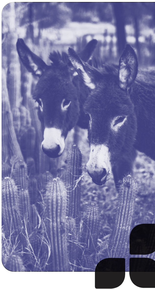 Two donkeys standing among cacti in a desert landscape.