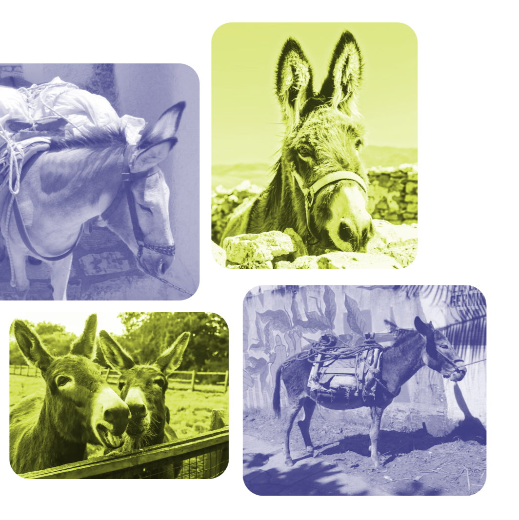 Collage of four images featuring donkeys and mules in different settings.