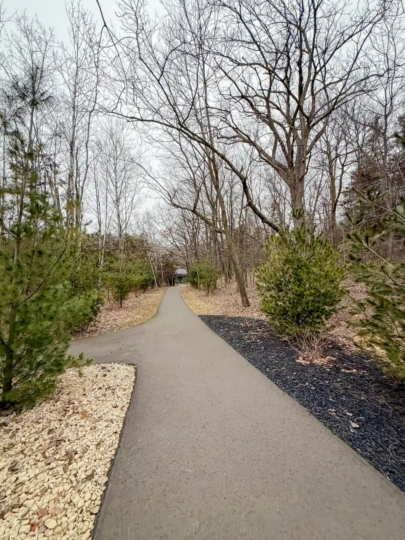 Walking path with a forest tree canopy walking to outdoor ceremony venue