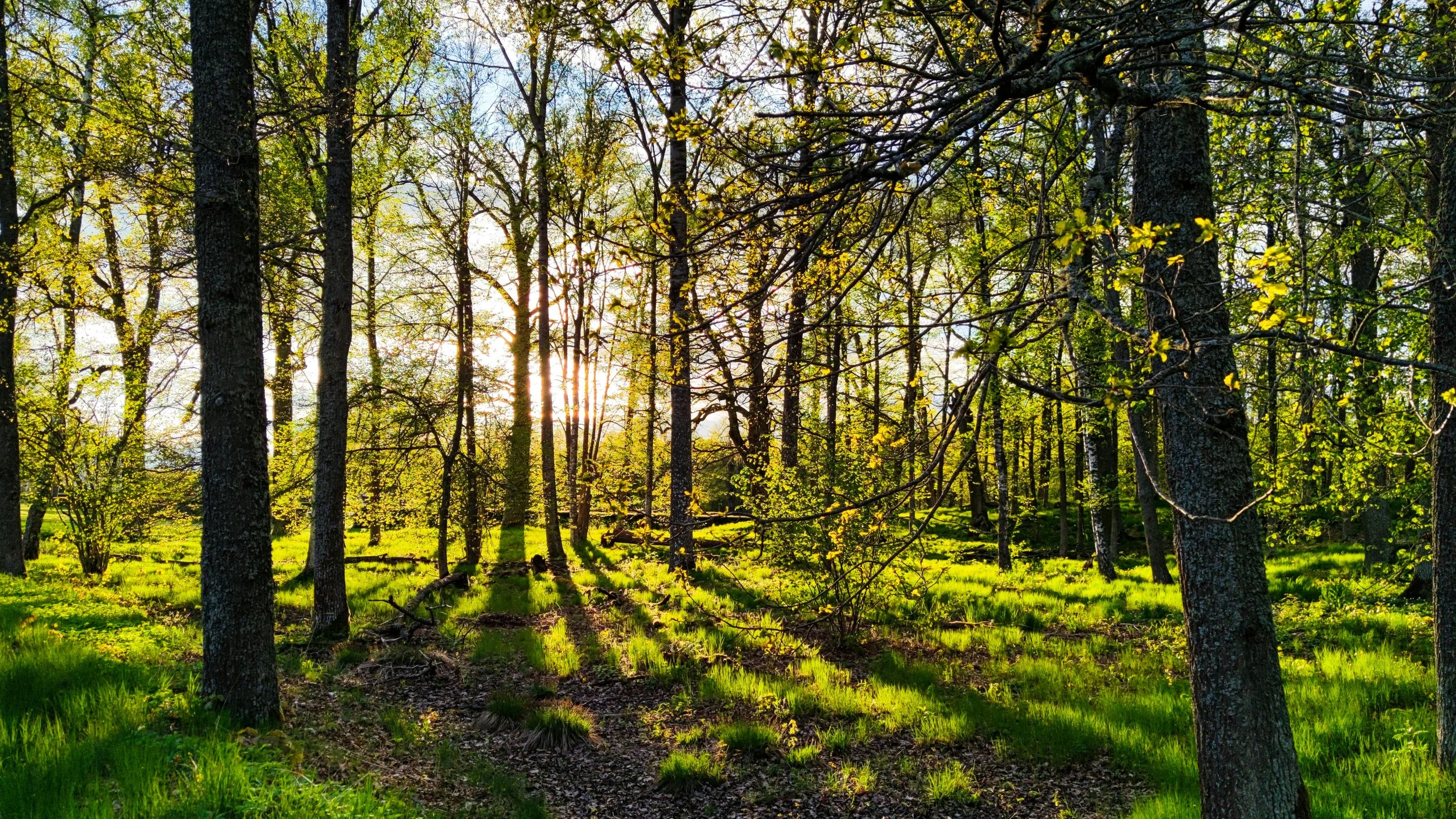 Sunlight filtering through a green forest with tall trees and lush grass on the ground.