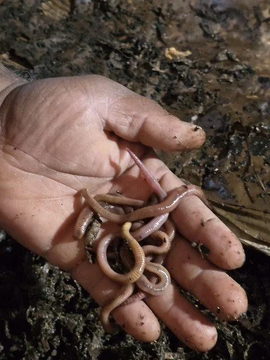 CeeCee's Europeans NightCrawlers