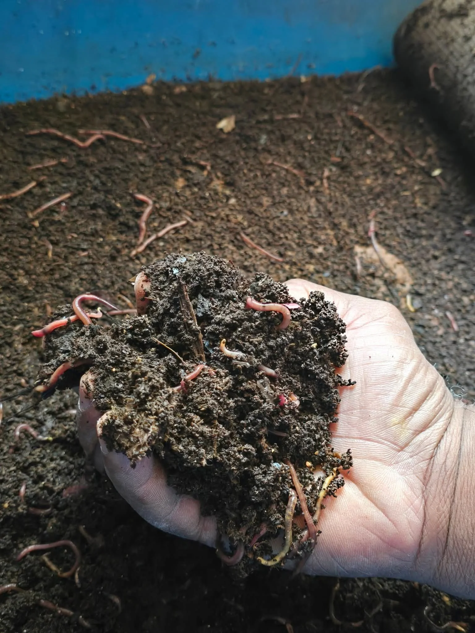 CeeCee's RedWigglers