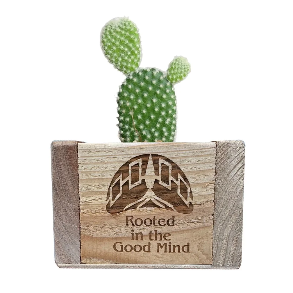 Rooted In The Good Mind Succulent Planter Pack