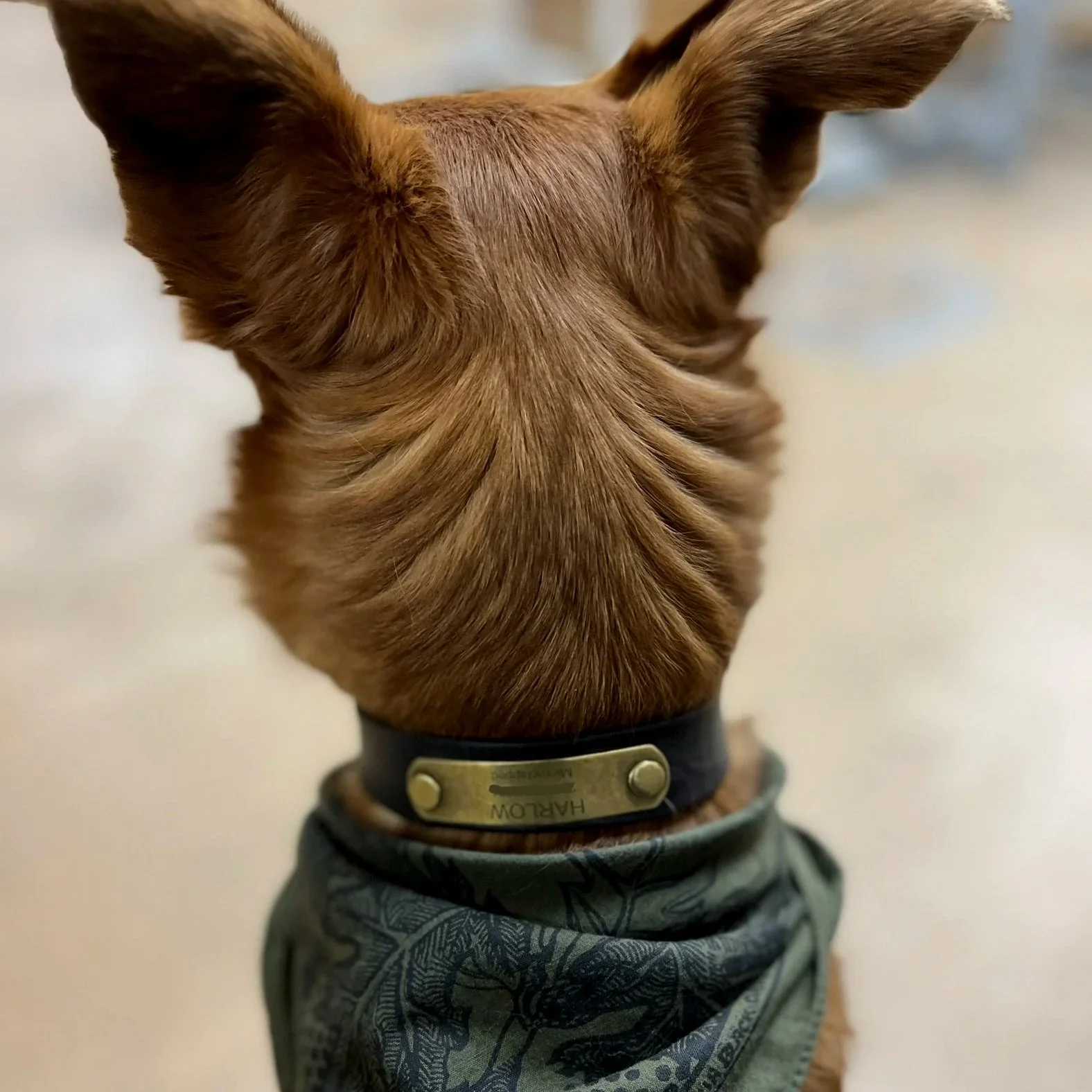 DogCollar_BrassPlate.jpg