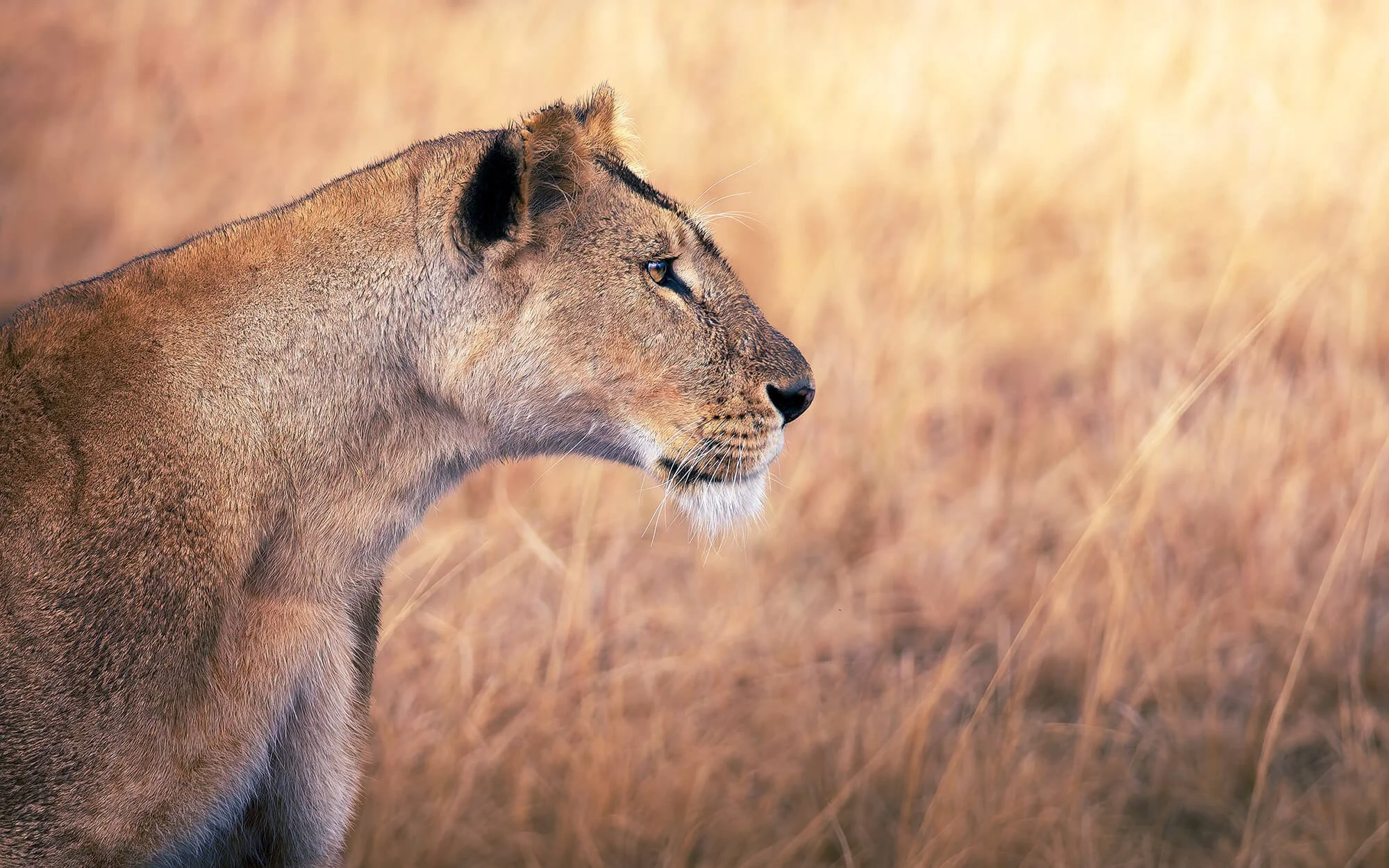 Side view of a lioness standing in tall, dry grass with a soft-focus background.