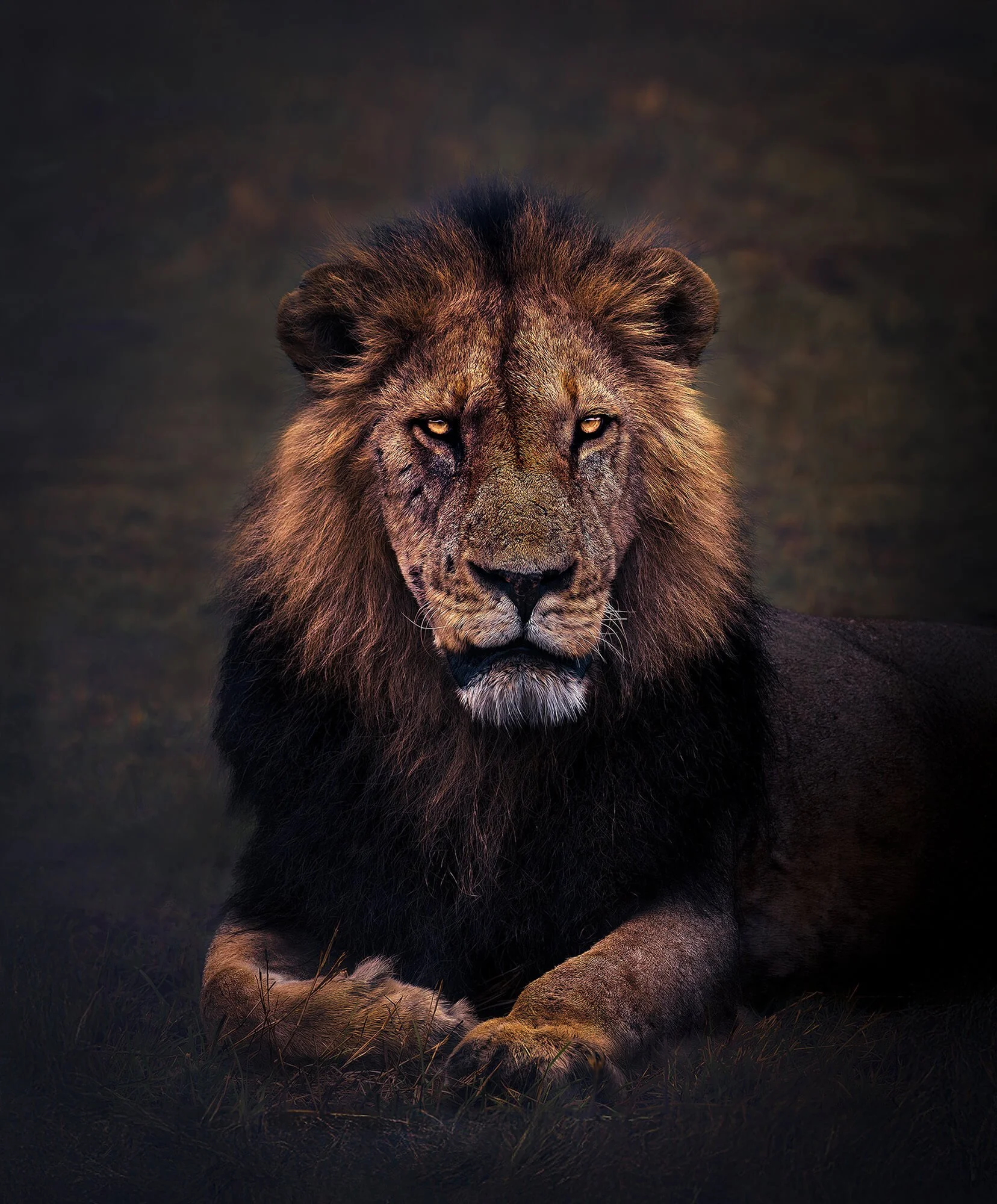 A majestic lion resting on a dark background with a focused gaze.