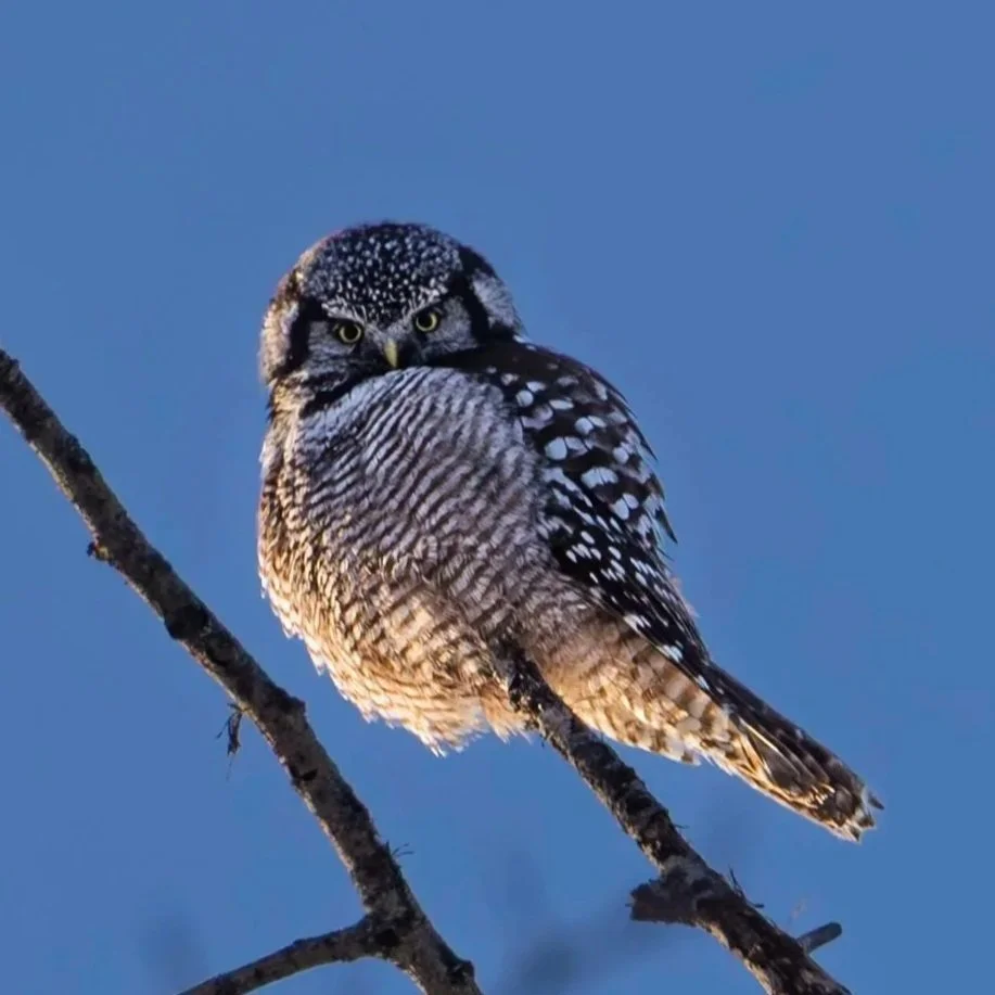 Hawk Owl