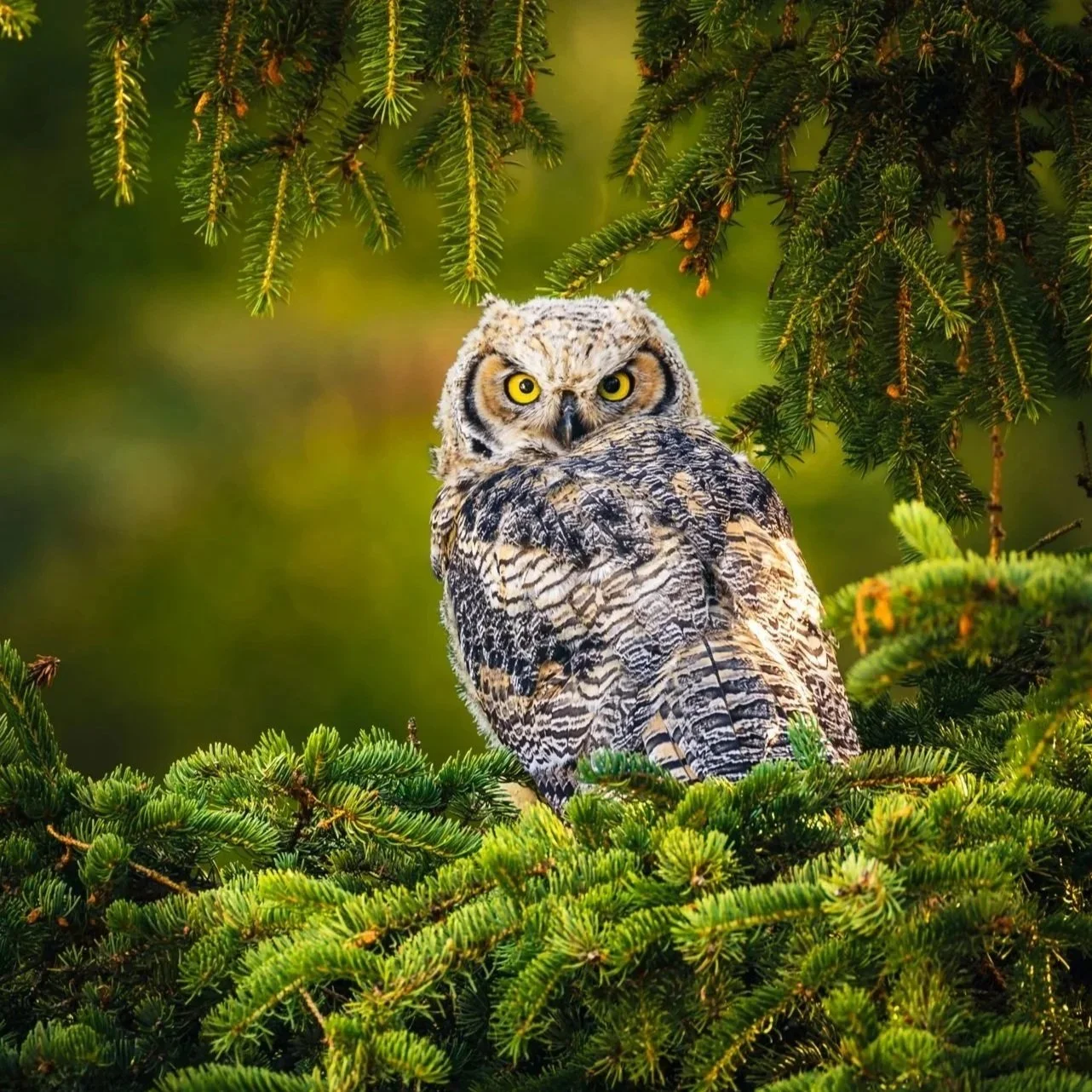 Great Horned Owl