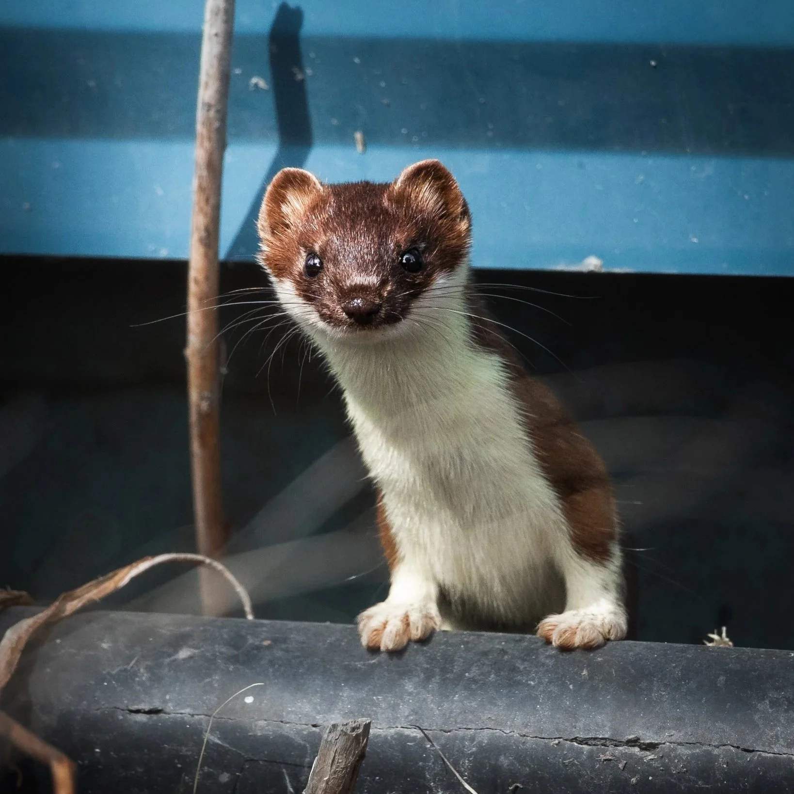 Ermine