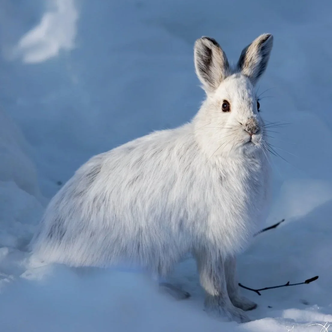 Snowshoe Hare