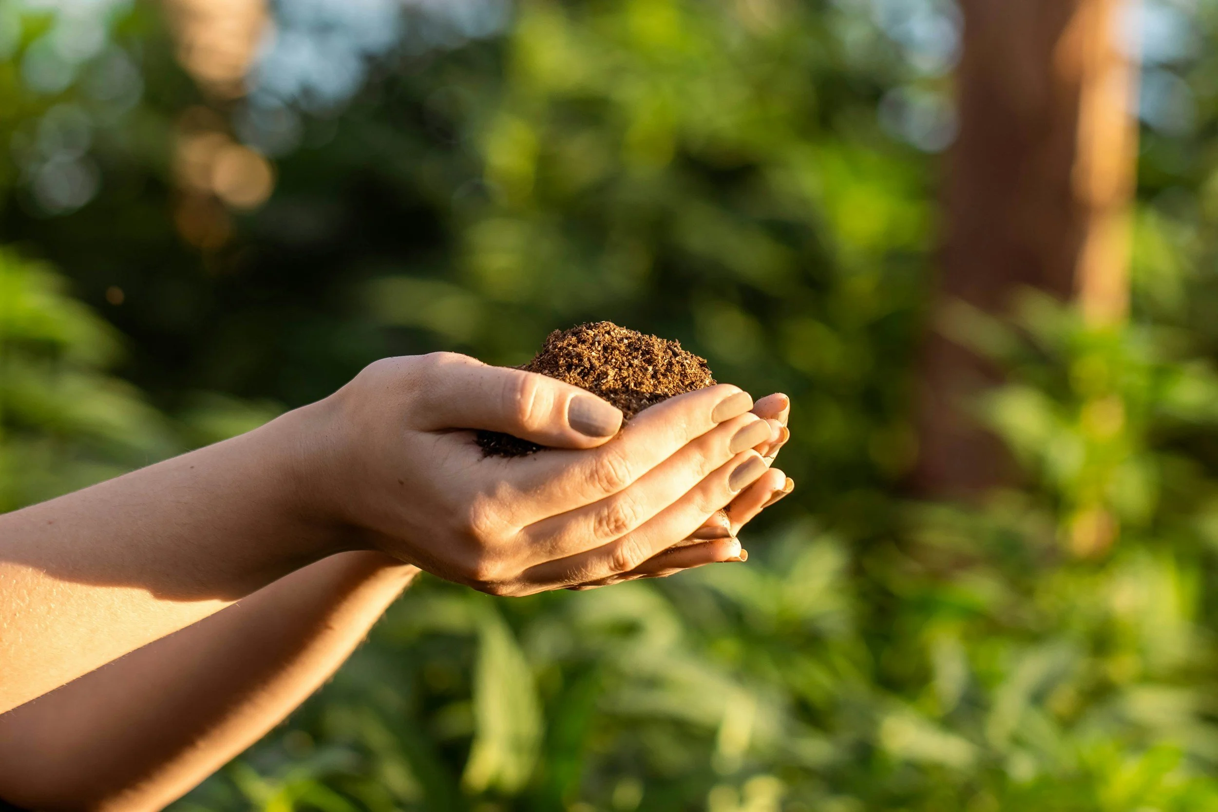 Person holding a clump of soil or compost in their hands outdoors.