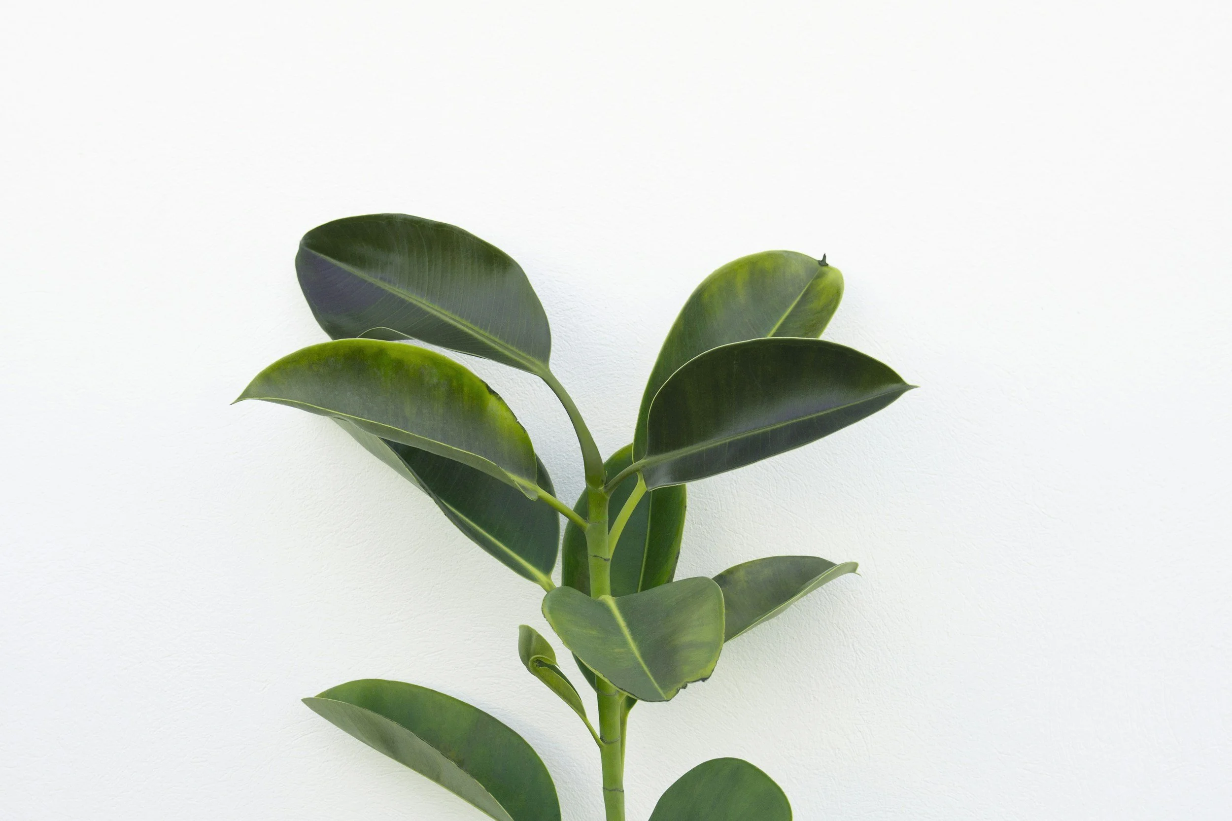 A close-up of a green rubber plant with broad, glossy leaves against a plain white background.