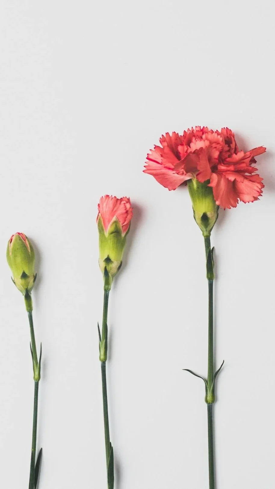 Three coral-colored carnations at different stages of blooming, arranged against a white background.